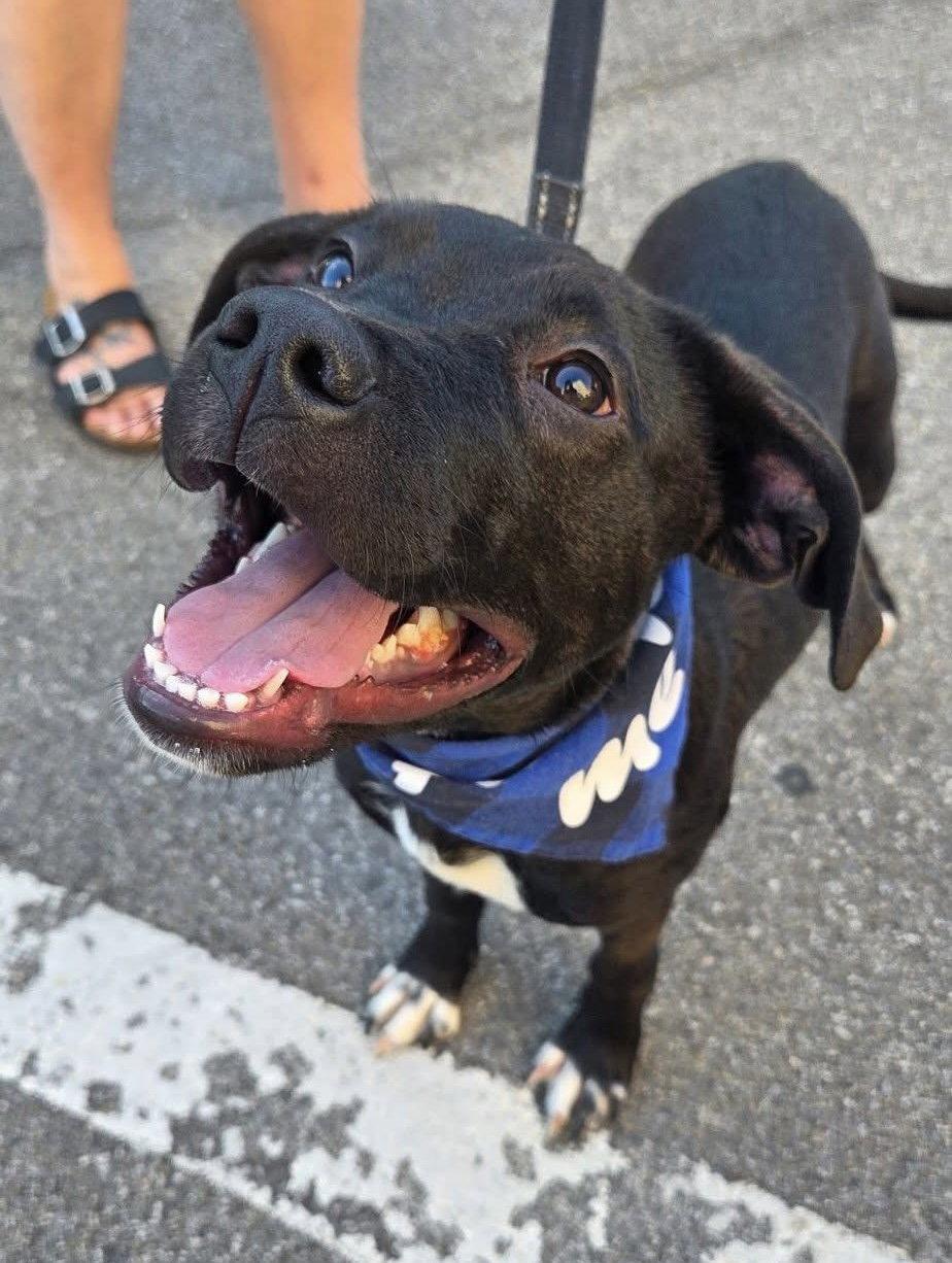 Albert, a Adoptable Black Labrador Retriever in Tonawanda, NY image 3/3