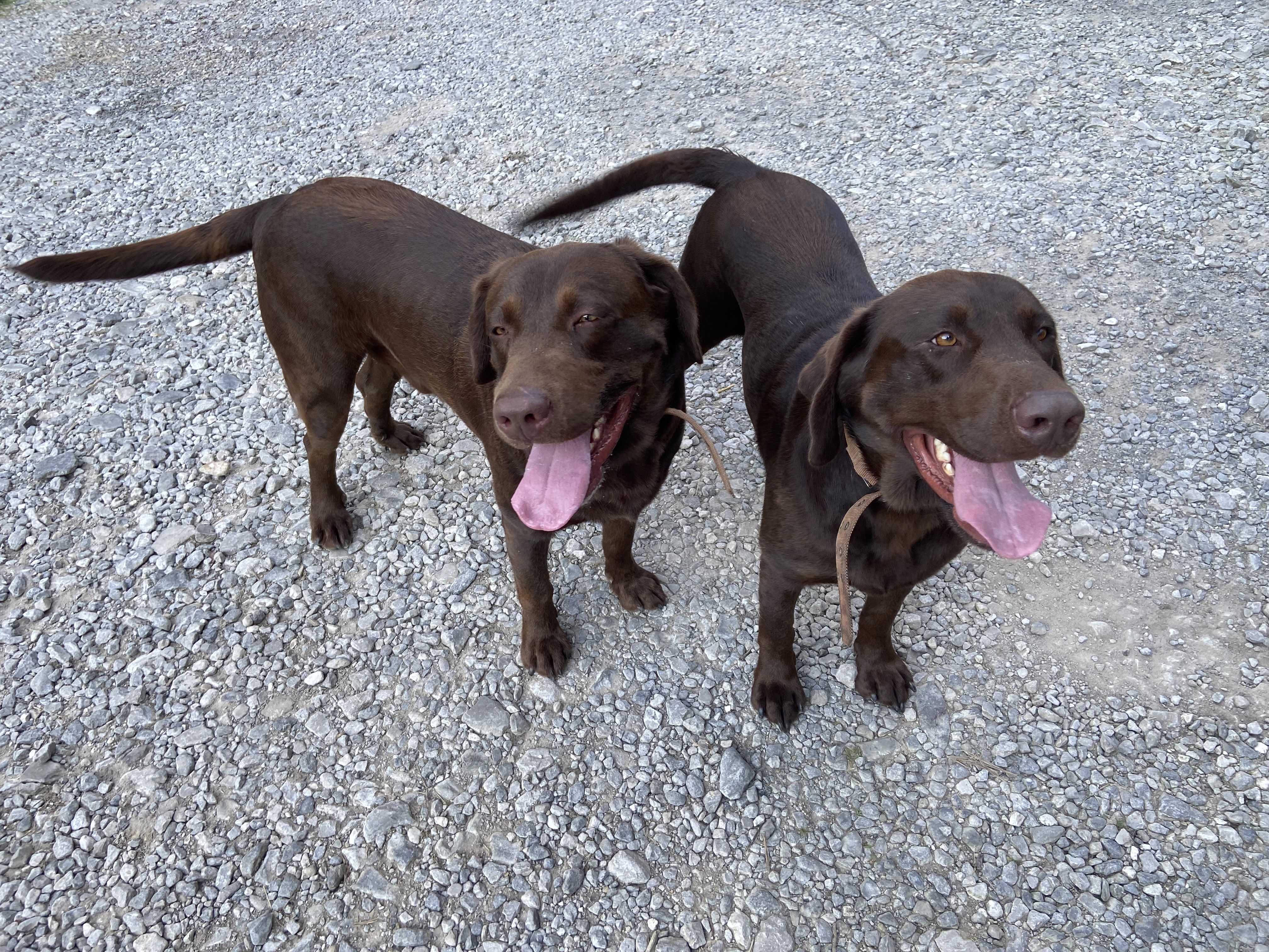 Kodiak and Rico, Adopted, Adult Male Chocolate Labrador Retriever.