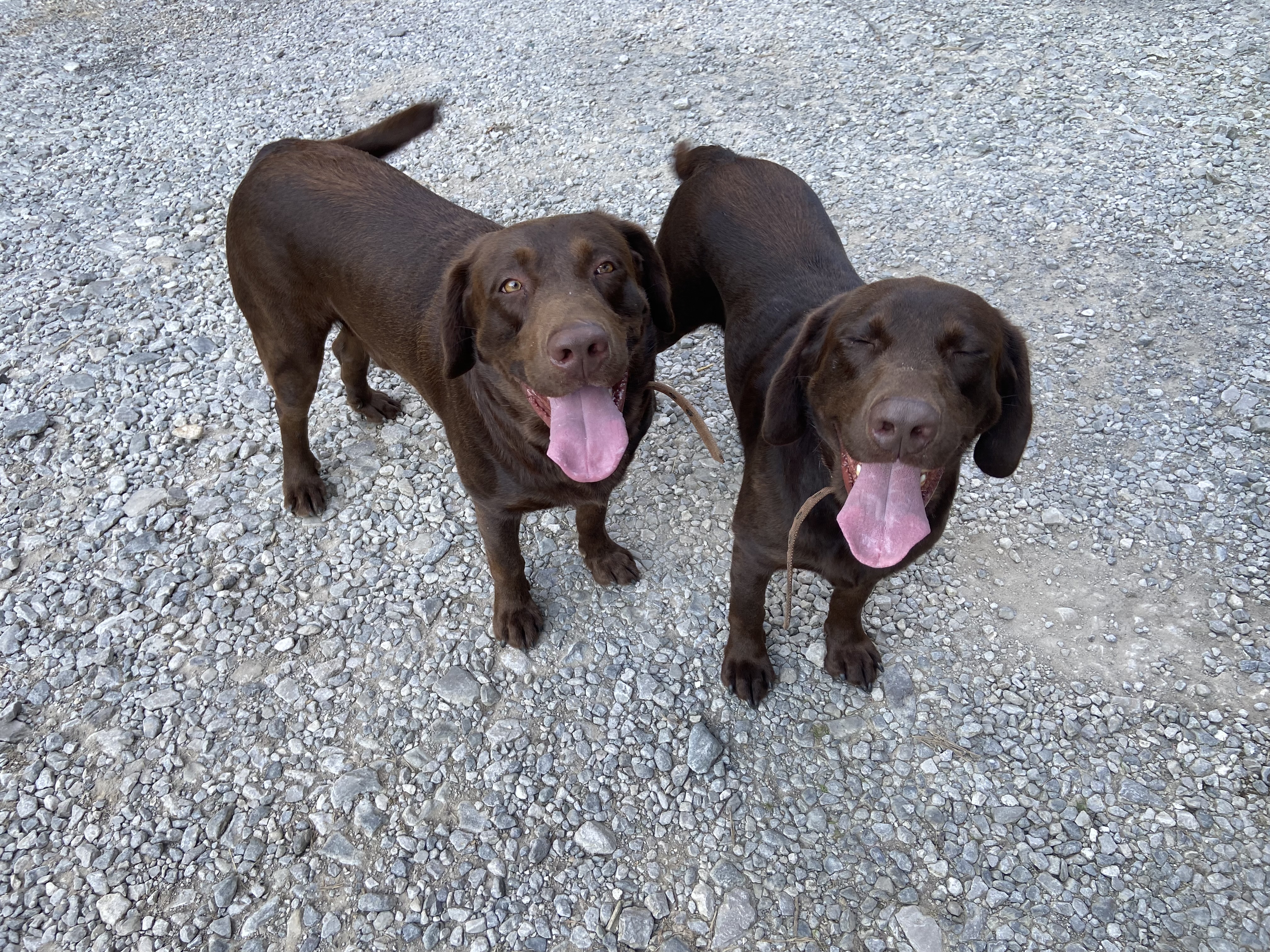 Enlarge Kodiak and Rico, a Adopted Chocolate Labrador Retriever in Fisty, KY image 2/2