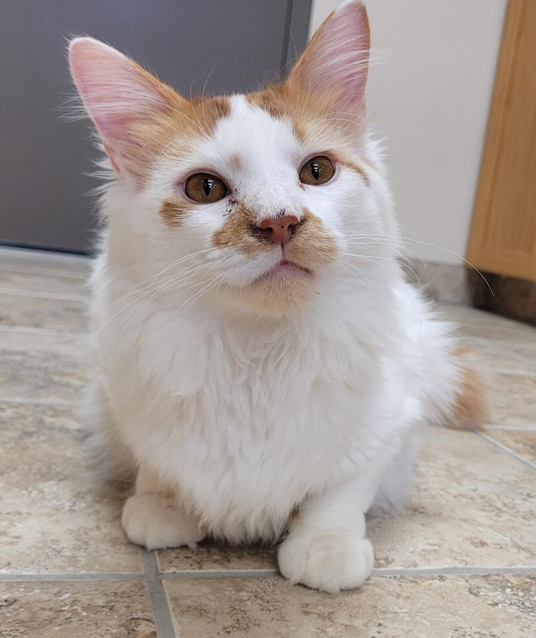 Enlarge Milo, an adopted Domestic Medium Hair in Hays, KS image 3/6