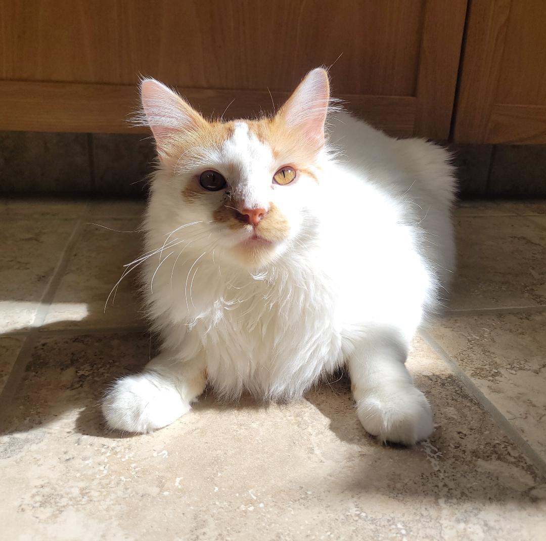 Enlarge Milo, an adopted Domestic Medium Hair in Hays, KS image 5/6