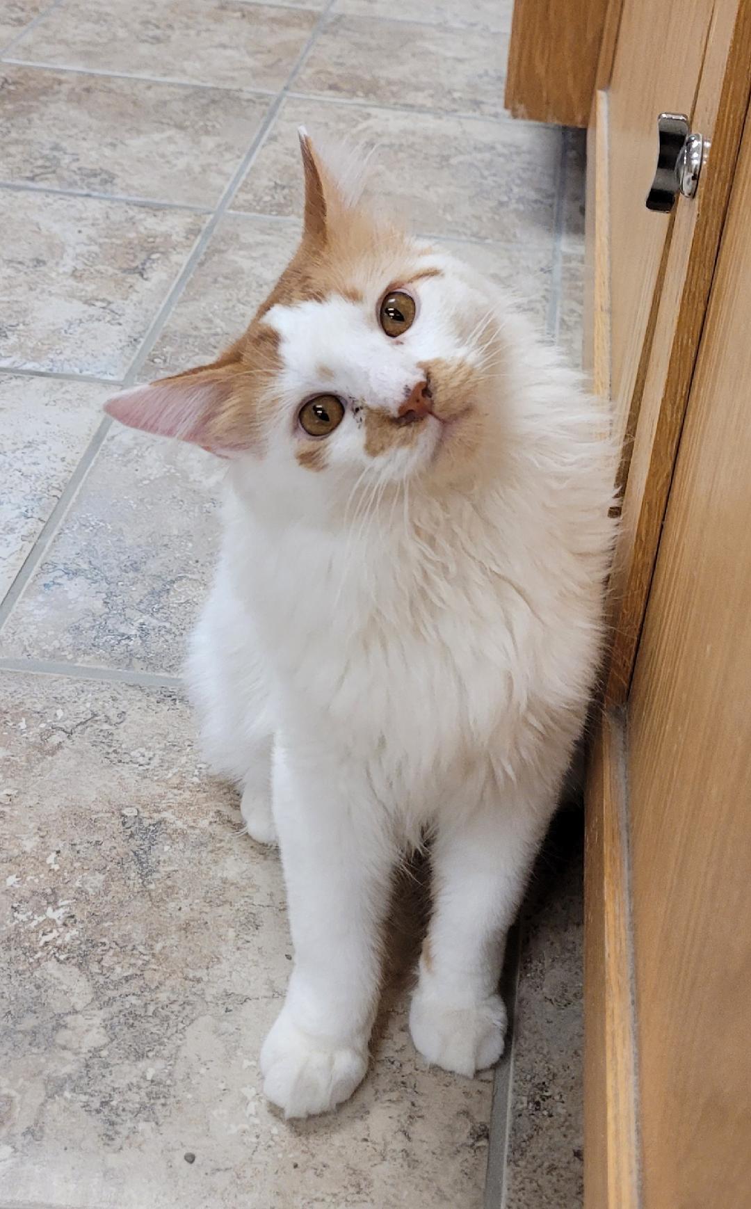 Enlarge Milo, an adopted Domestic Medium Hair in Hays, KS image 1/6