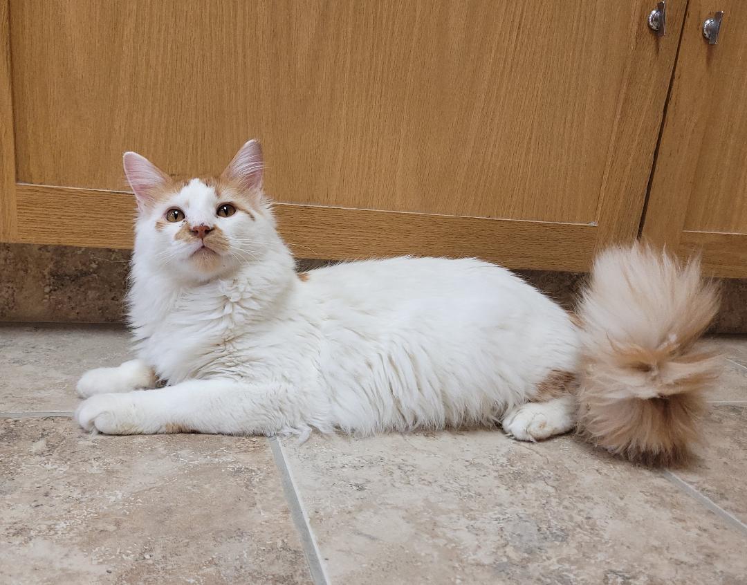 Enlarge Milo, an adopted Domestic Medium Hair in Hays, KS image 2/6