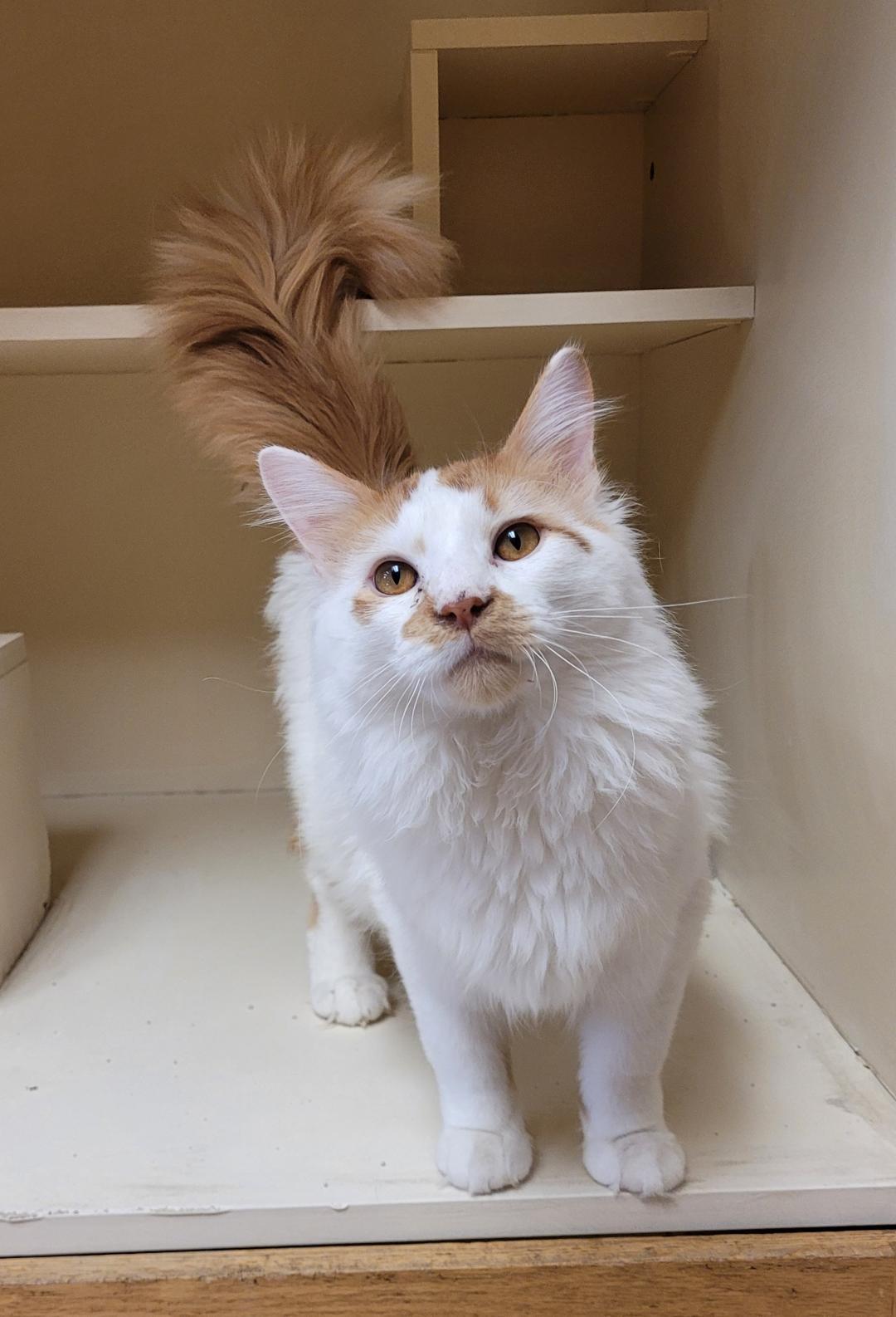 Enlarge Milo, an adopted Domestic Medium Hair in Hays, KS image 6/6