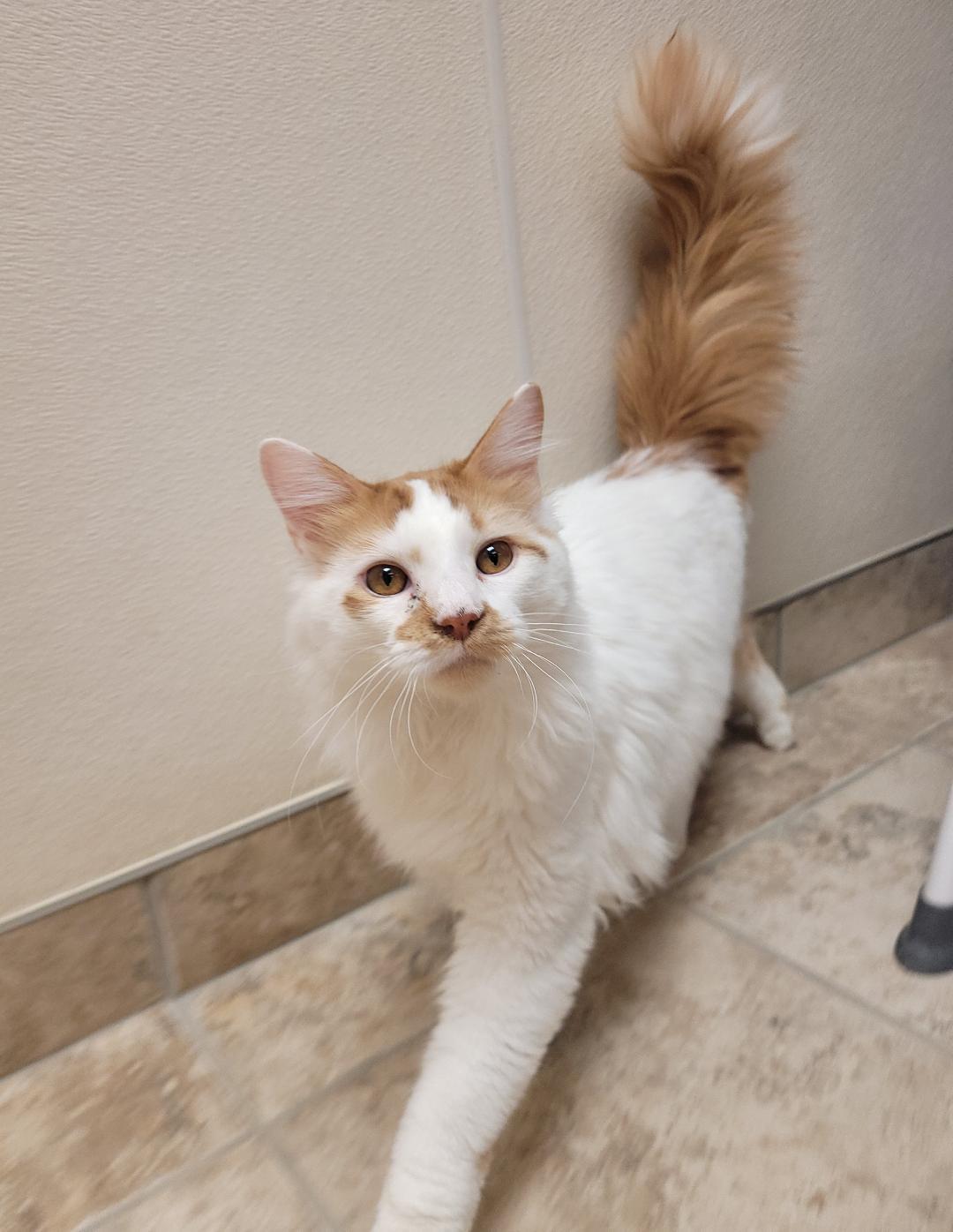 Enlarge Milo, an adopted Domestic Medium Hair in Hays, KS image 4/6