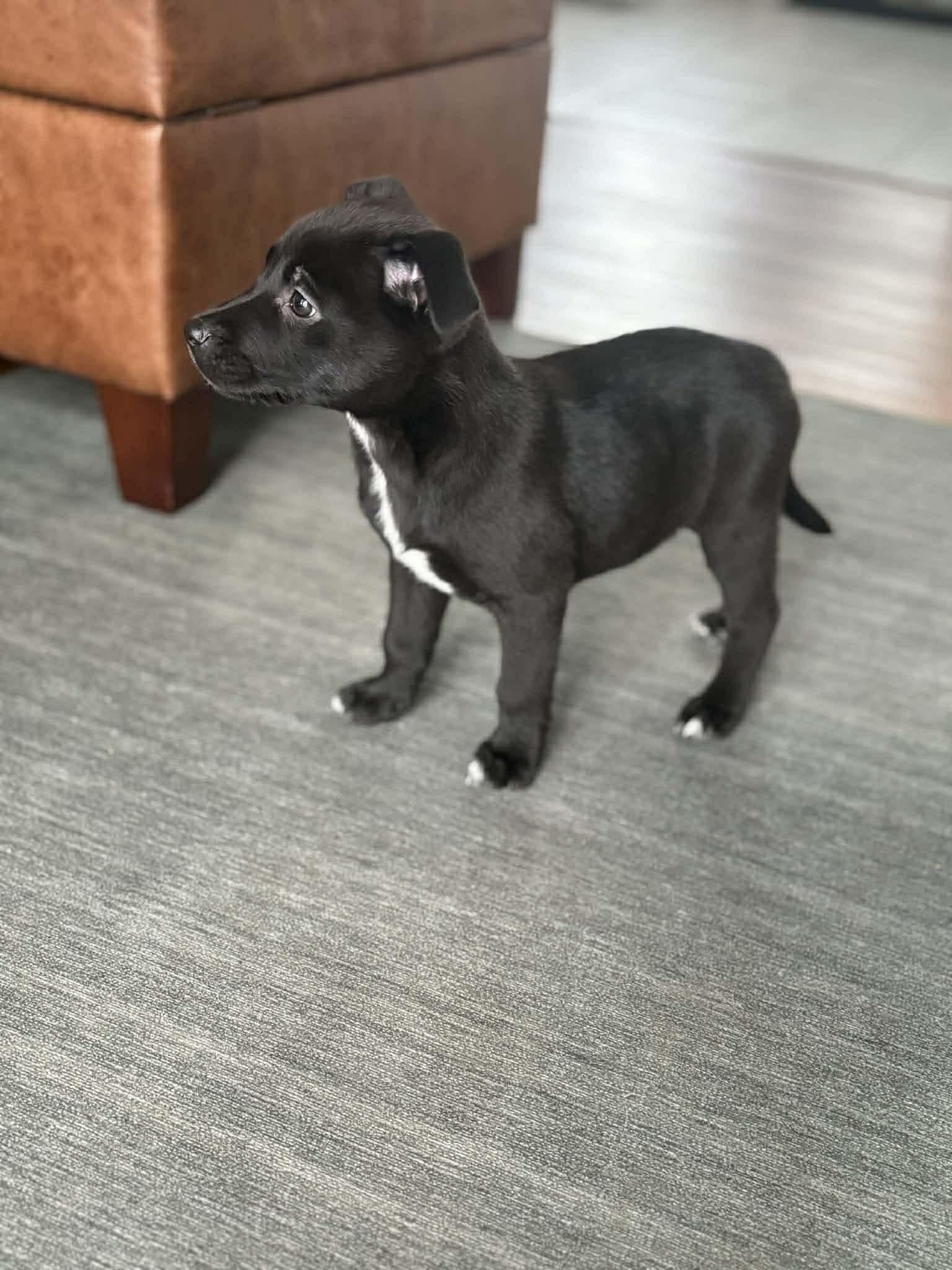 Enlarge Bashful, an adopted mixed breed in Brunswick, ME image 1/4