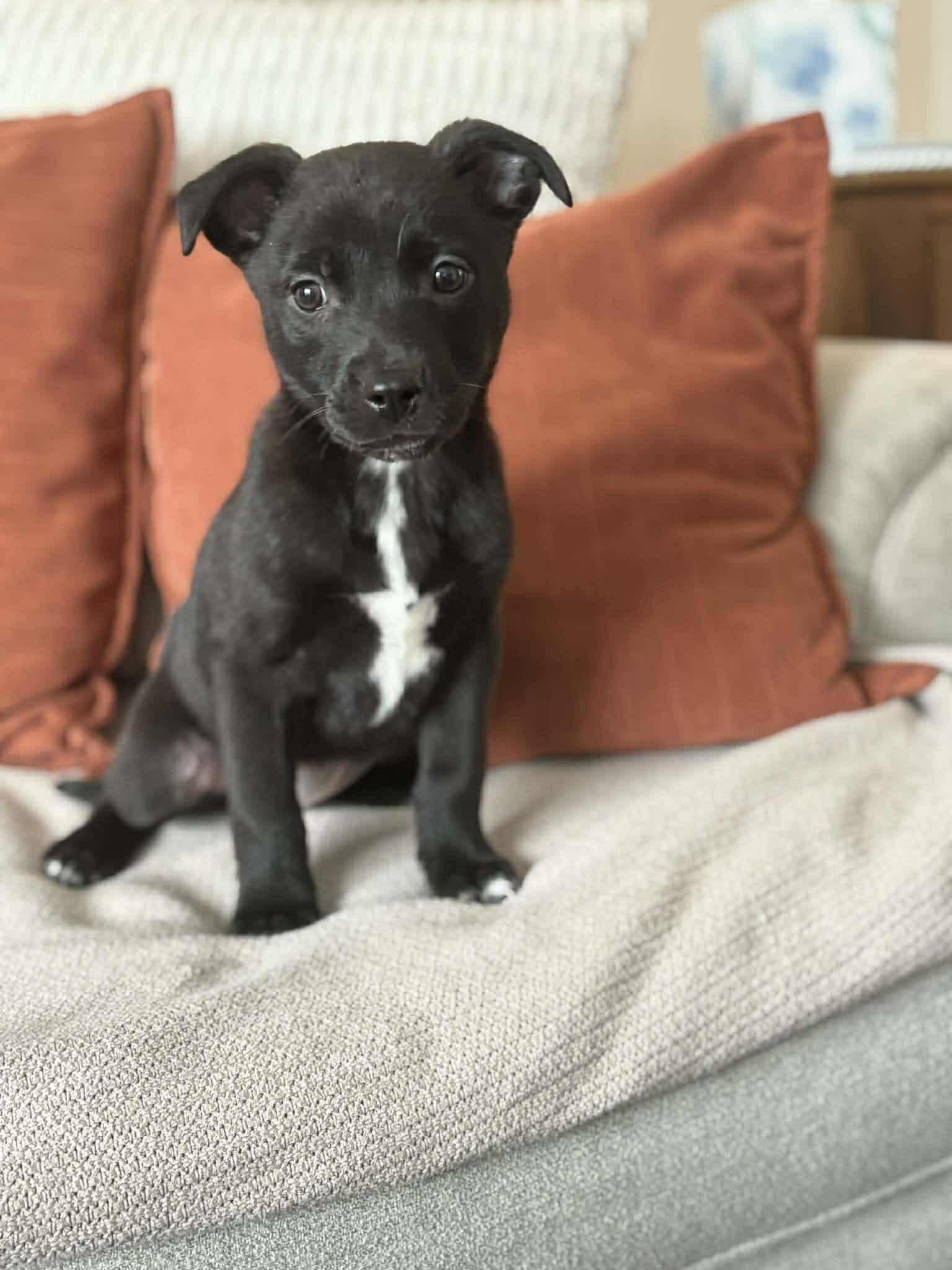 Enlarge Bashful, an adopted mixed breed in Brunswick, ME image 3/4