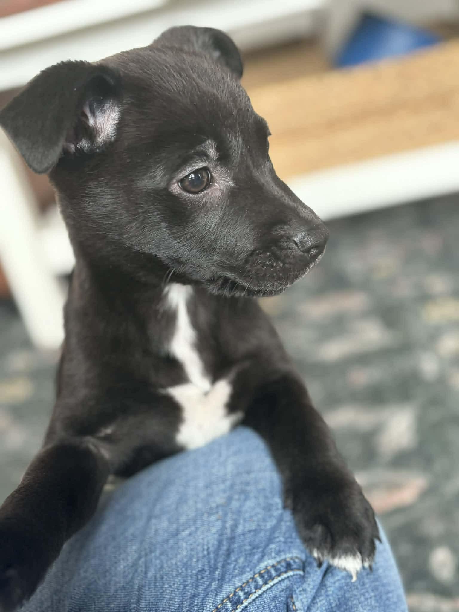 Enlarge Bashful, an adopted mixed breed in Brunswick, ME image 2/4