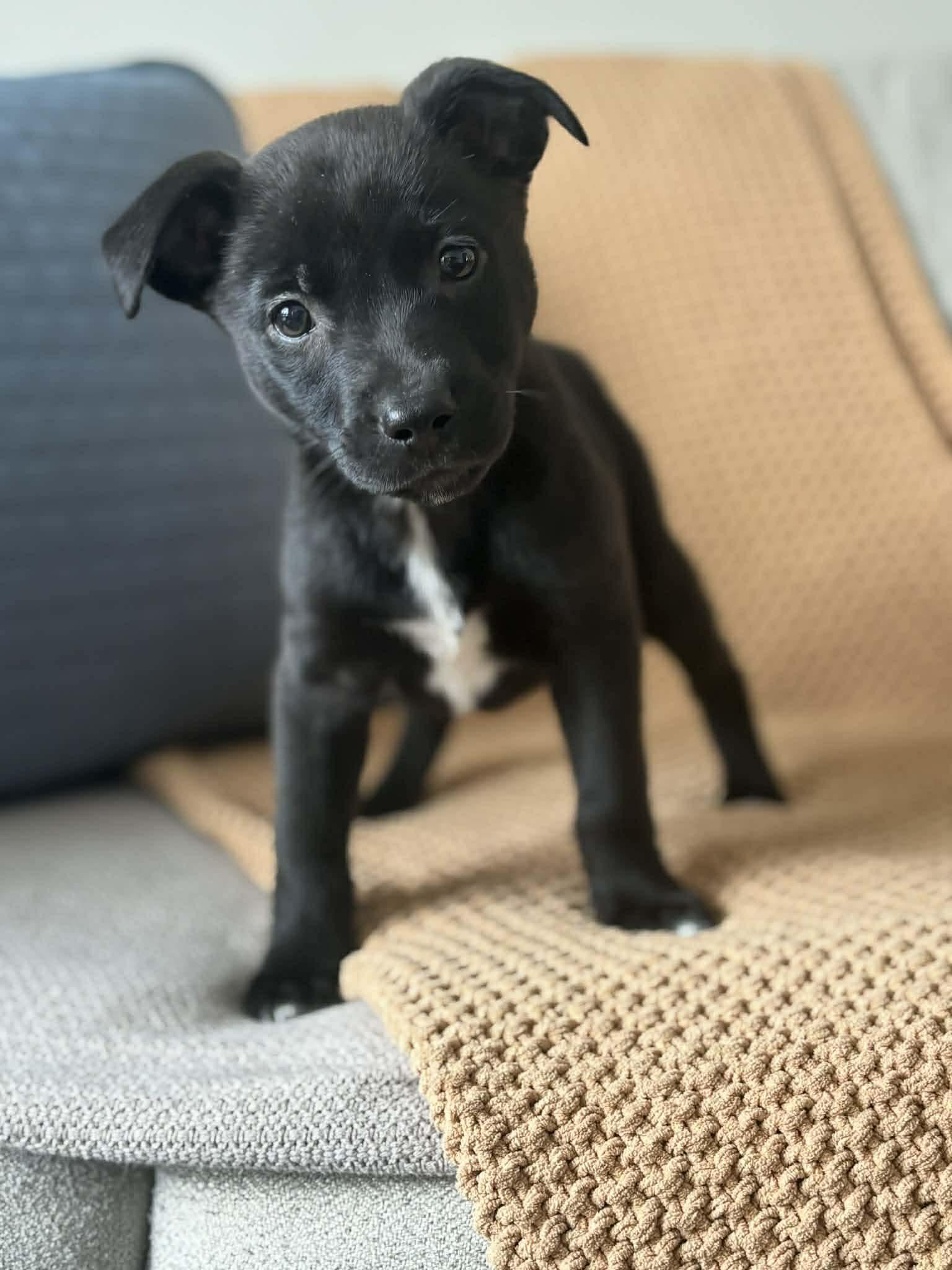 Enlarge Bashful, an adopted mixed breed in Brunswick, ME image 4/4