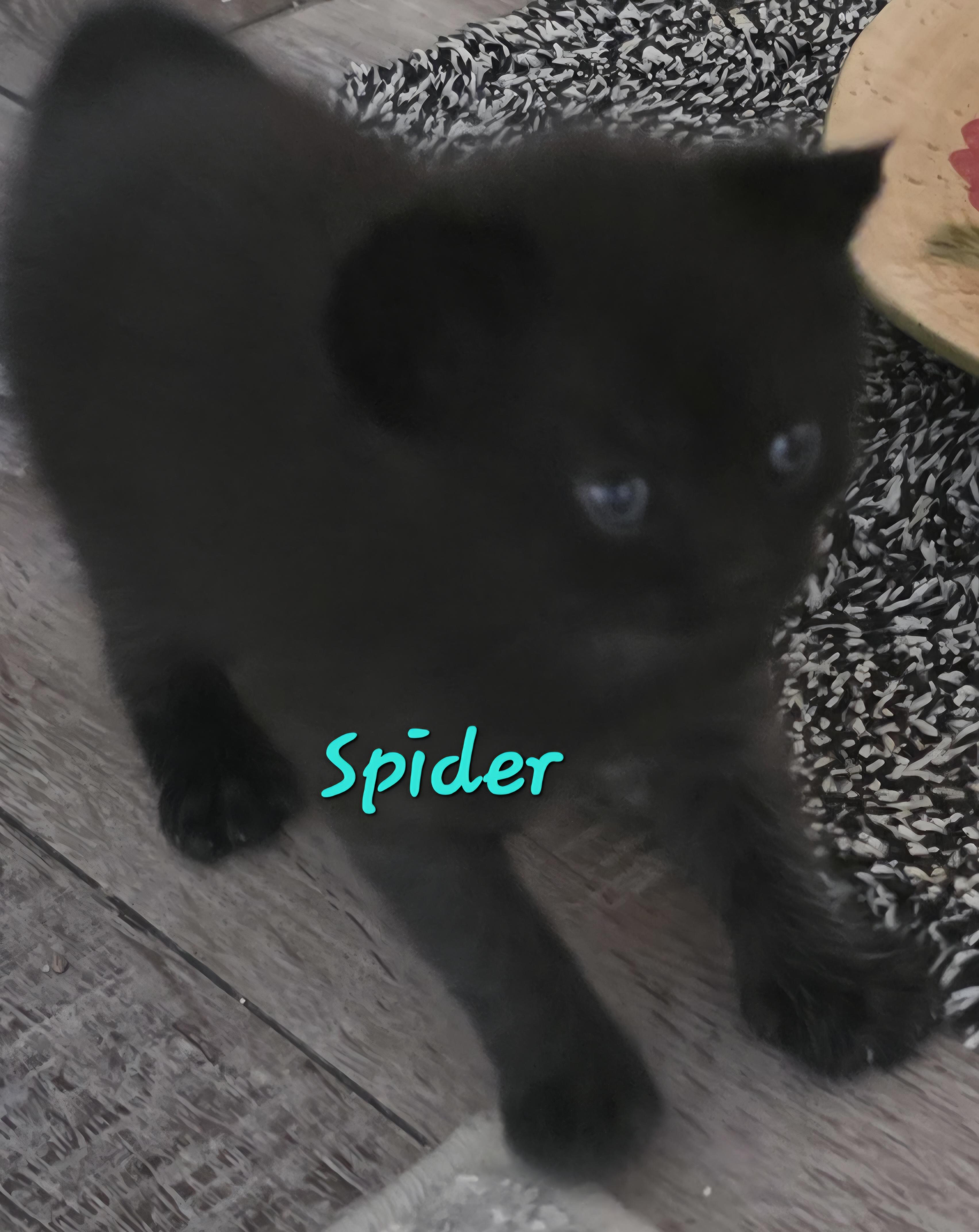 Spider, Baby Male Domestic Short Hair