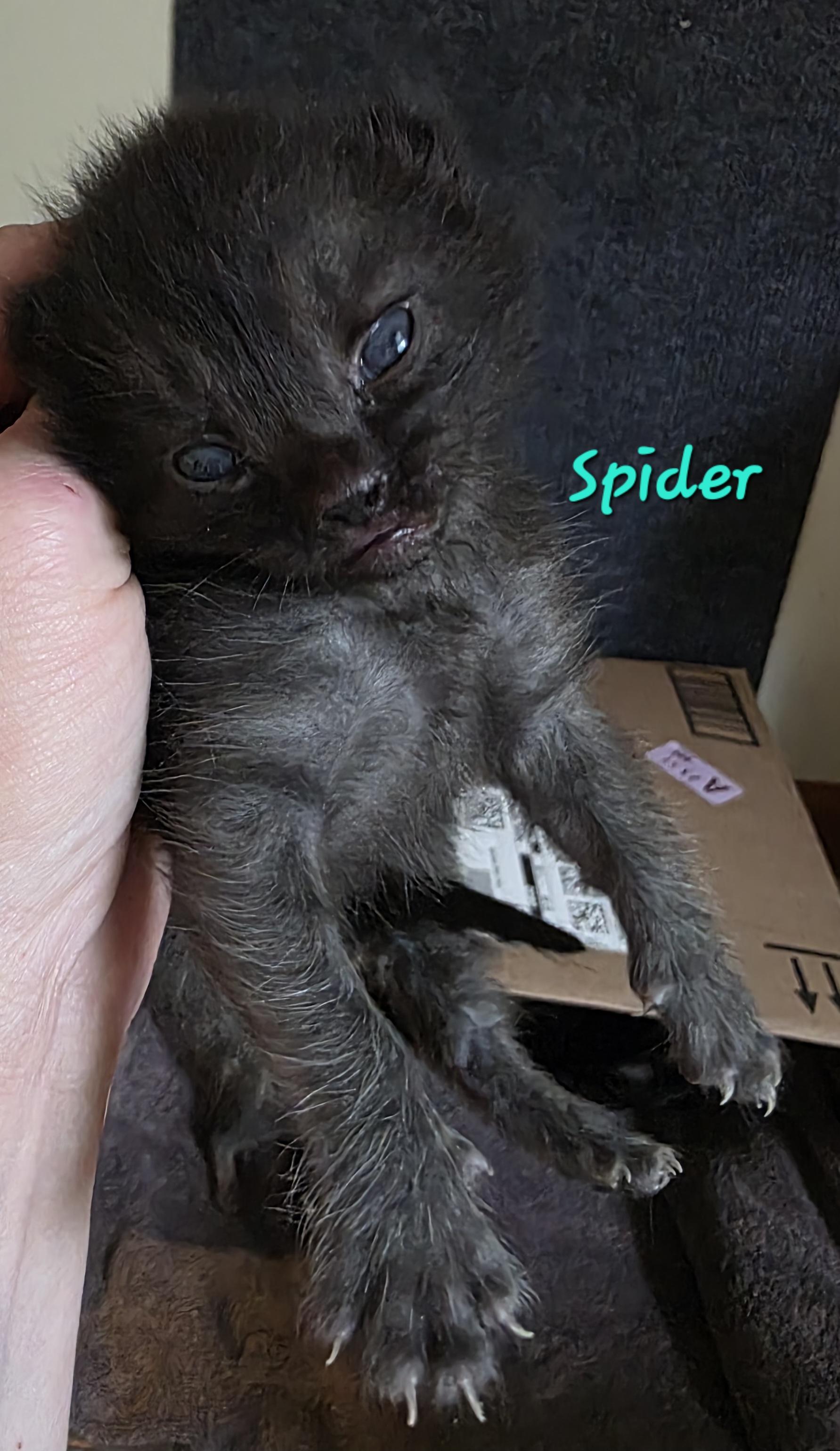 Spider photo 2