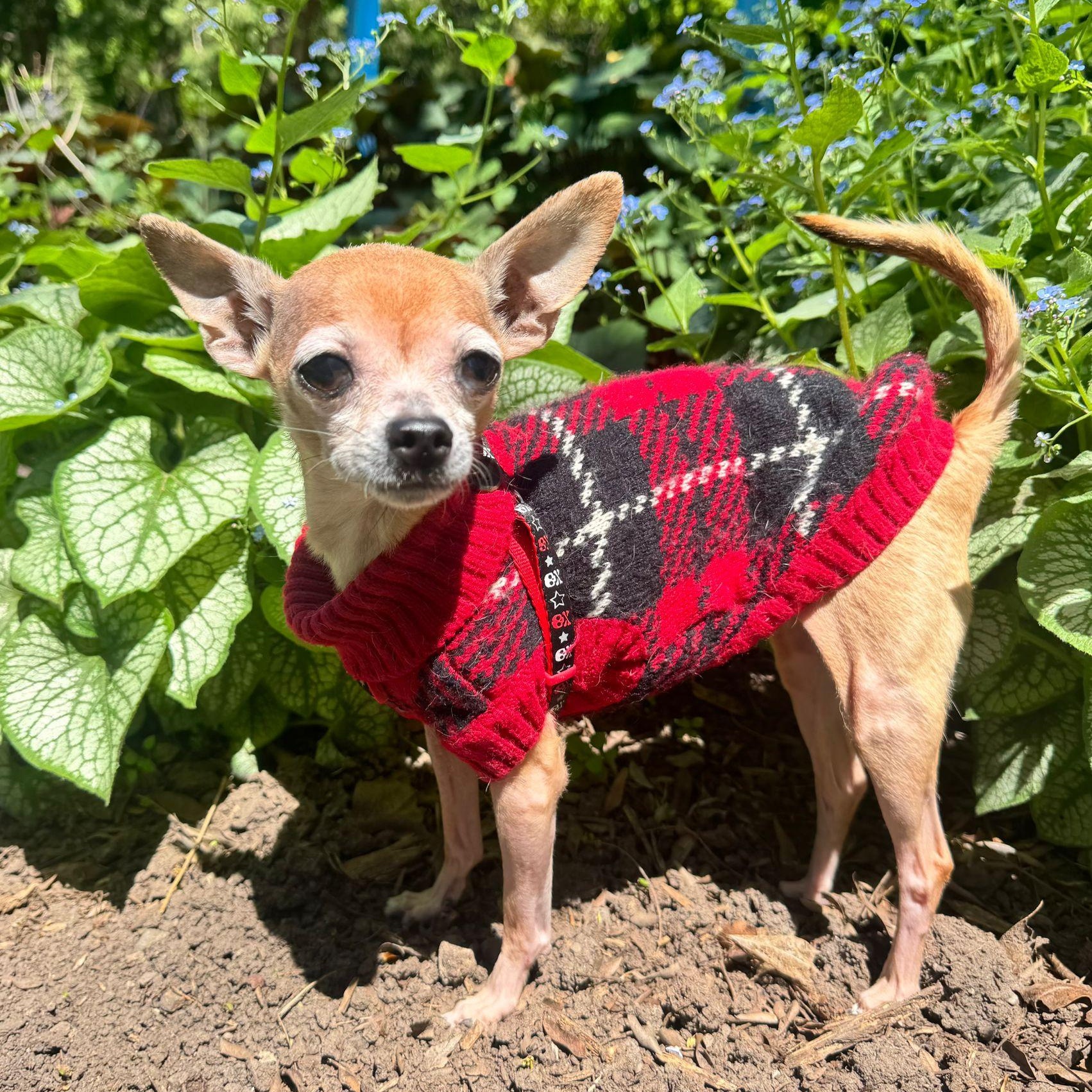 Aguilla, a ADOPTABLE Chihuahua in Scarborough, ON image 2/6