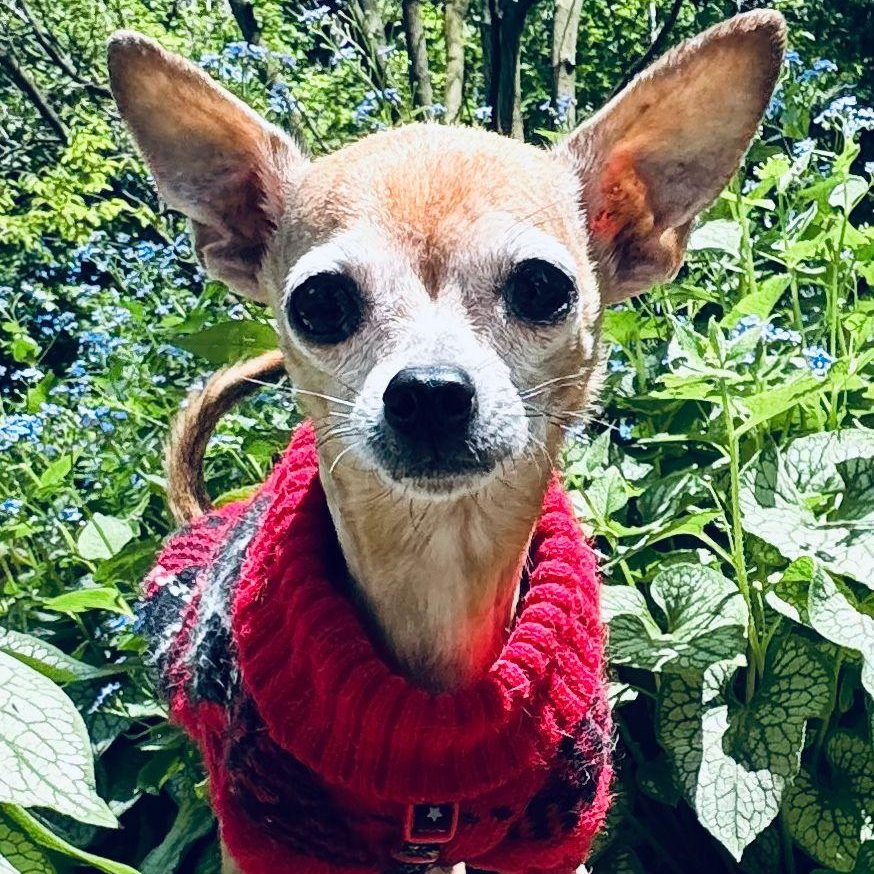Aguilla, ADOPTABLE, Adult Female Chihuahua.