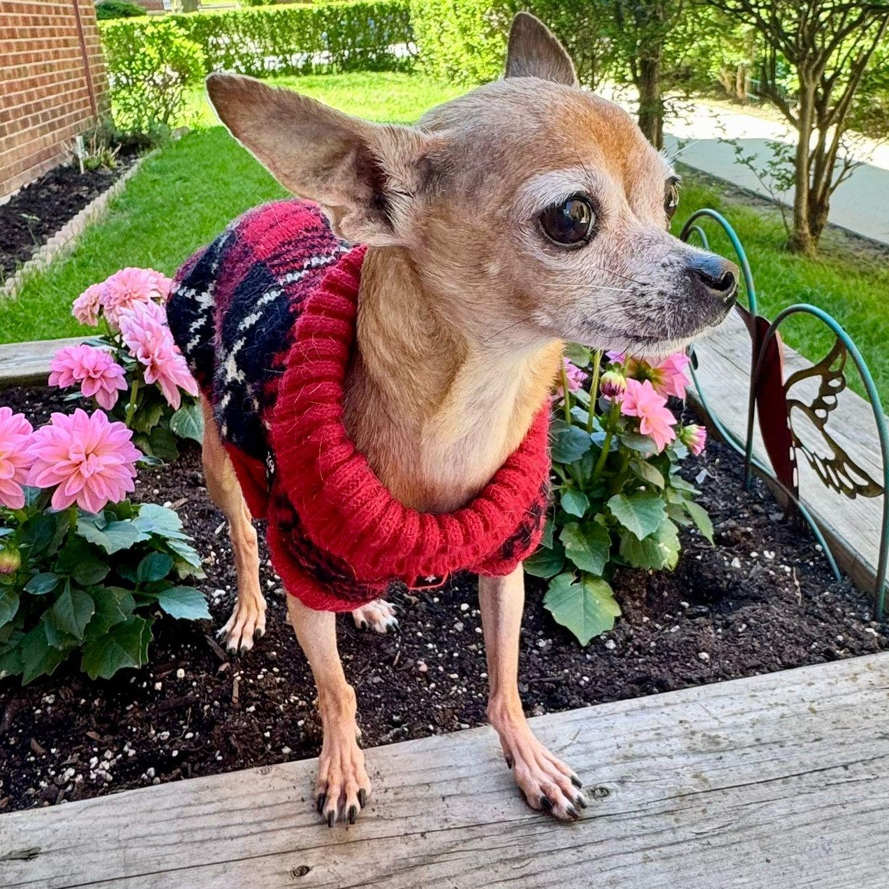Aguilla, a ADOPTABLE Chihuahua in Scarborough, ON image 5/6