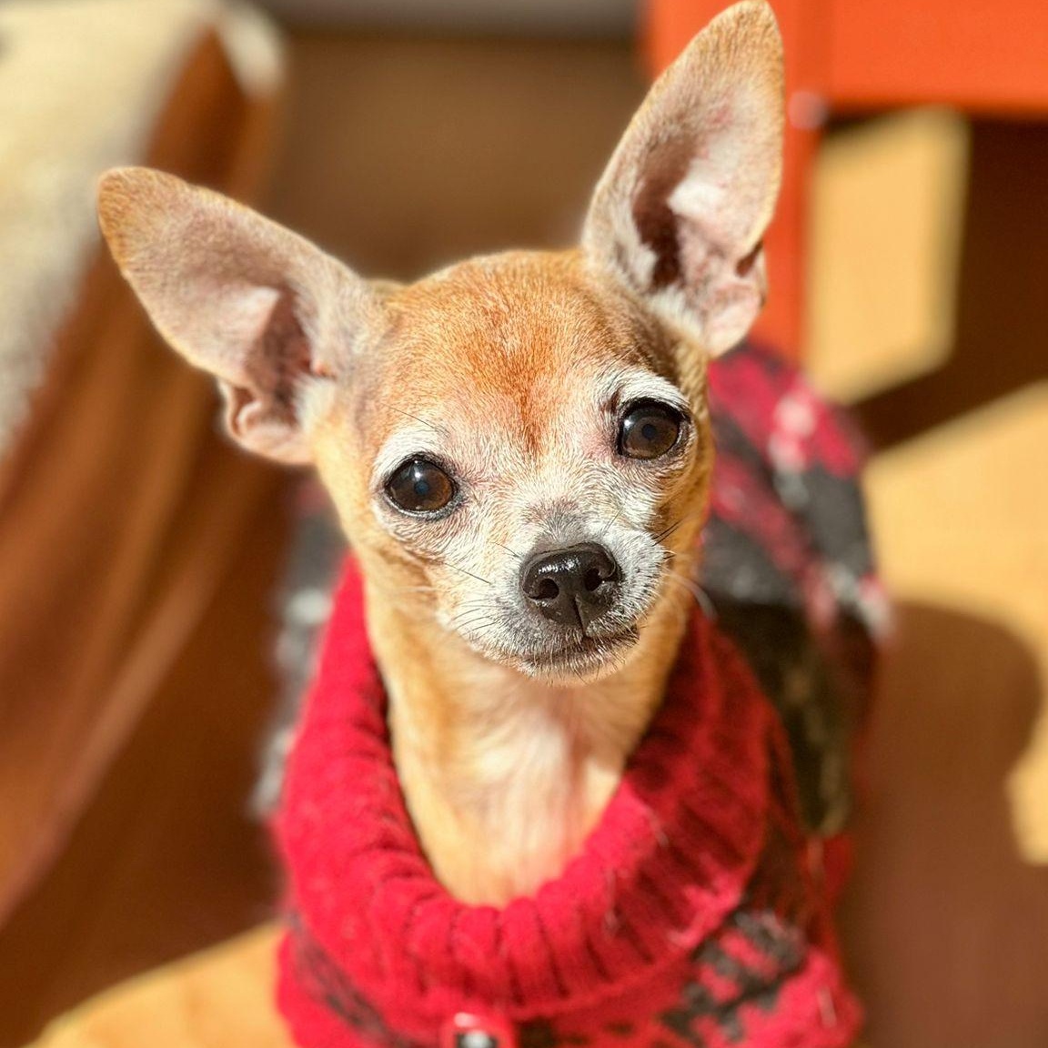 Aguilla, a ADOPTABLE Chihuahua in Scarborough, ON image 3/6
