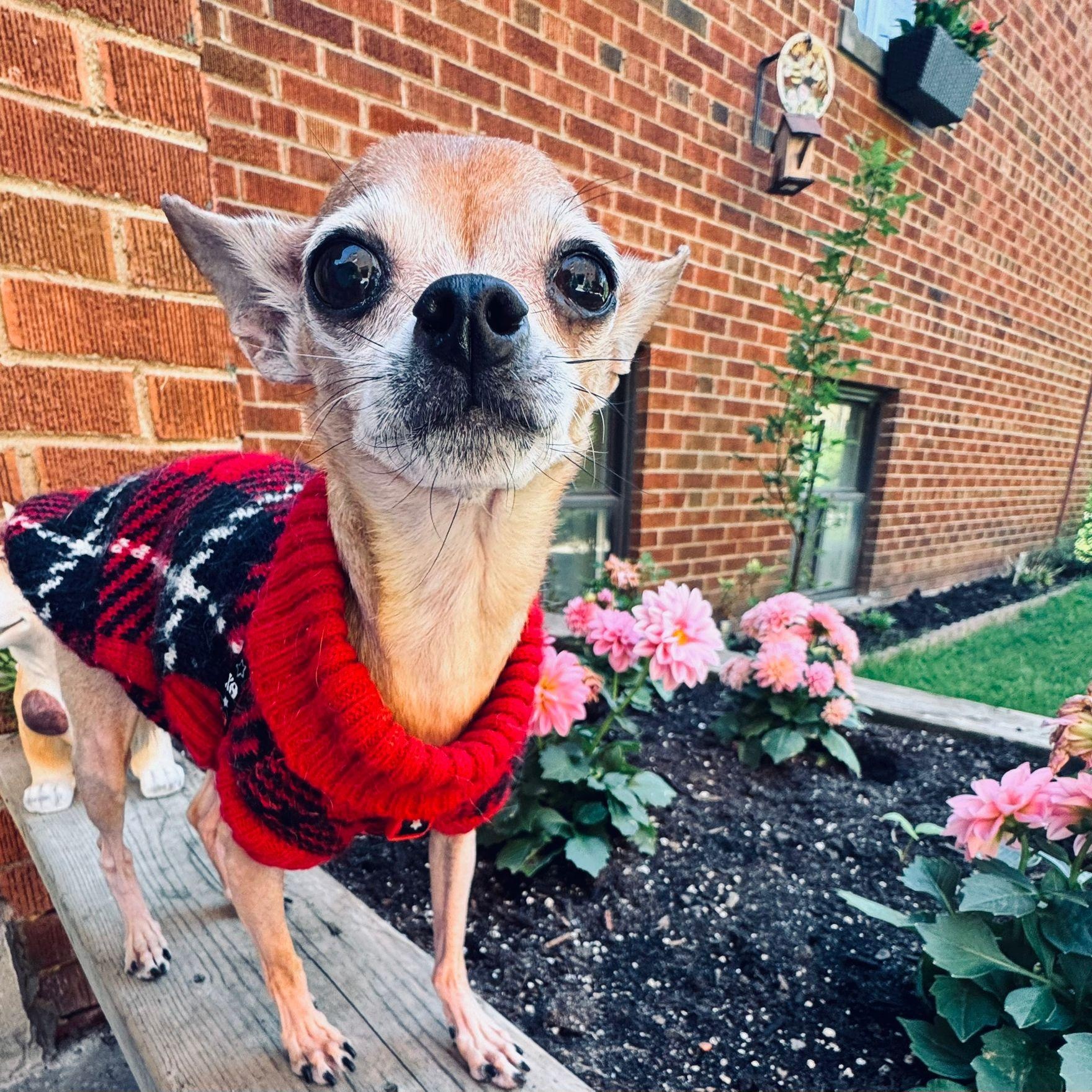 Aguilla, a ADOPTABLE Chihuahua in Scarborough, ON image 4/6