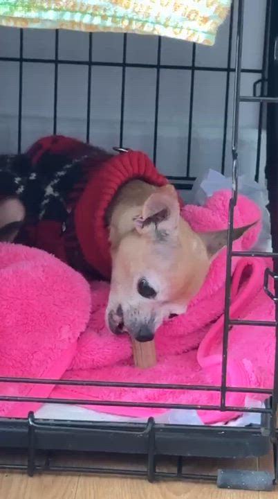 Enlarge Aguilla, a ADOPTABLE Chihuahua in Scarborough, ON video 6/6