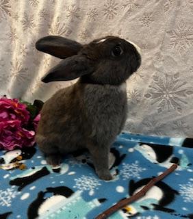 Jean Grey, a Adoptable mixed breed in Oakland, CA image 6/6