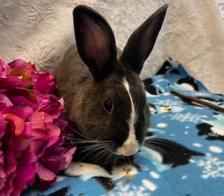 Jean Grey, Adoptable, Young Female Dutch.