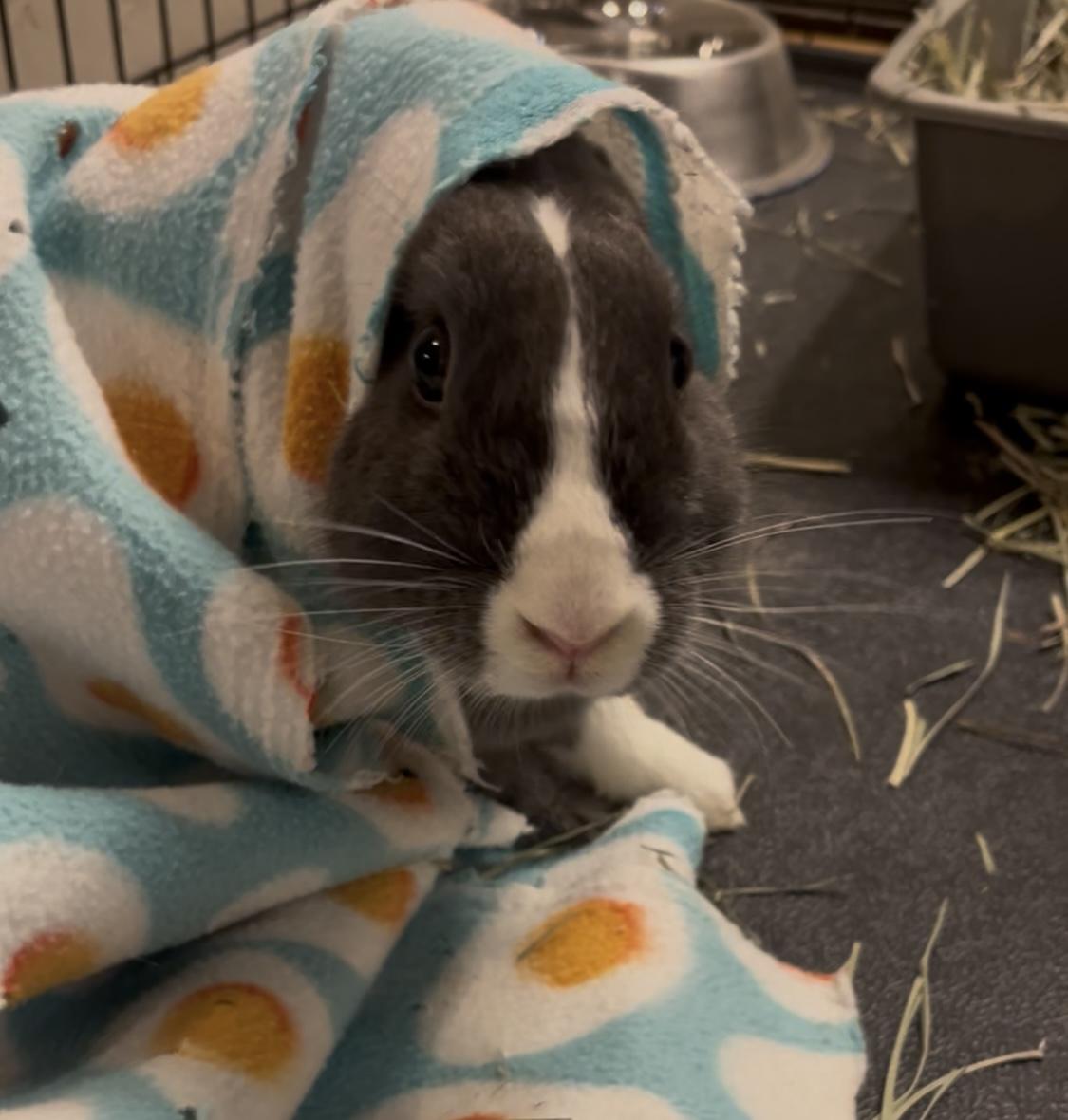 Jean Grey, a Adoptable mixed breed in Oakland, CA image 4/6