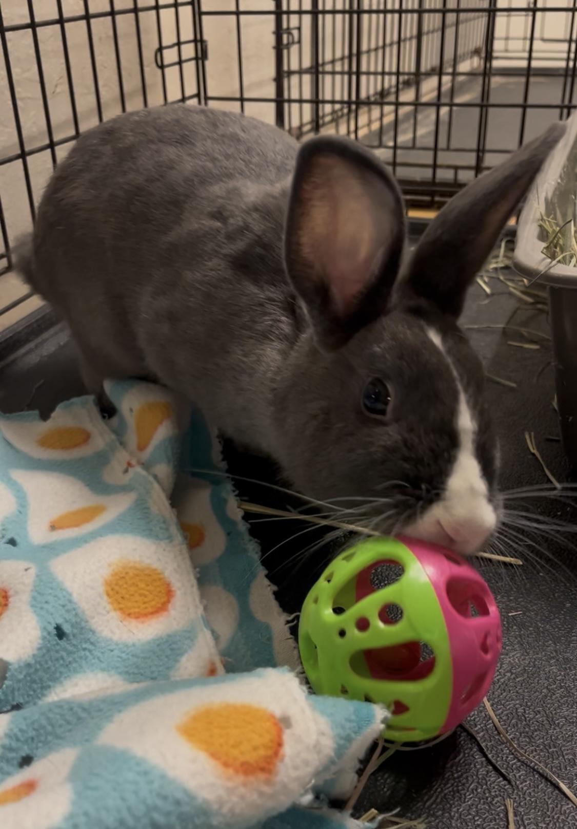 Jean Grey, Adoptable, Young Female Dutch.