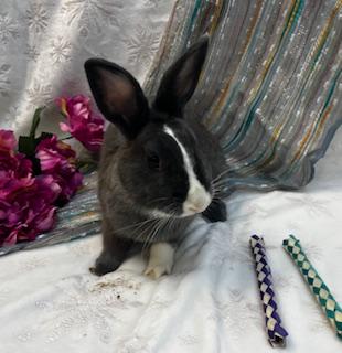 Jean Grey, a Adoptable mixed breed in Oakland, CA image 5/6