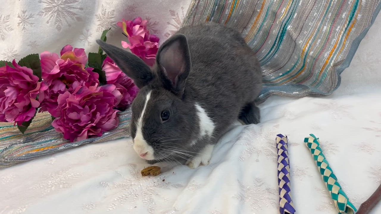 Enlarge Jean Grey, a Adoptable mixed breed in Oakland, CA video 2/6