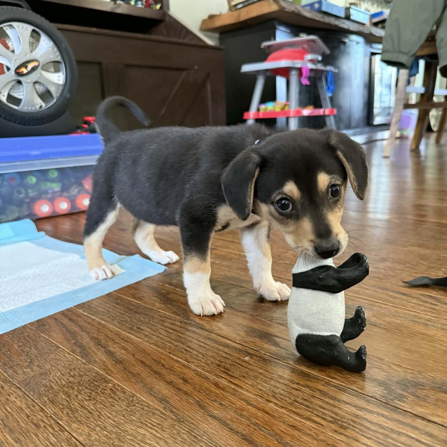 Nikki, adoptable, Puppy Female Beagle.