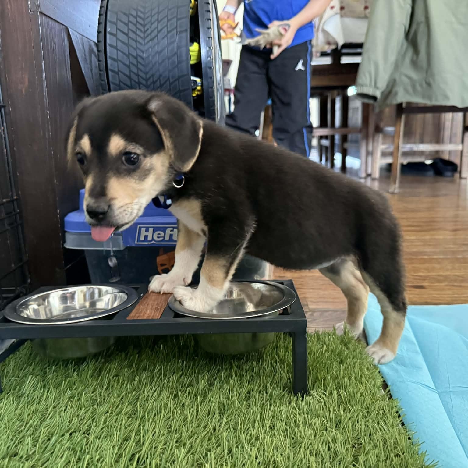 Enlarge Nikki, an adoptable mixed breed in Danbury, CT image 4/5