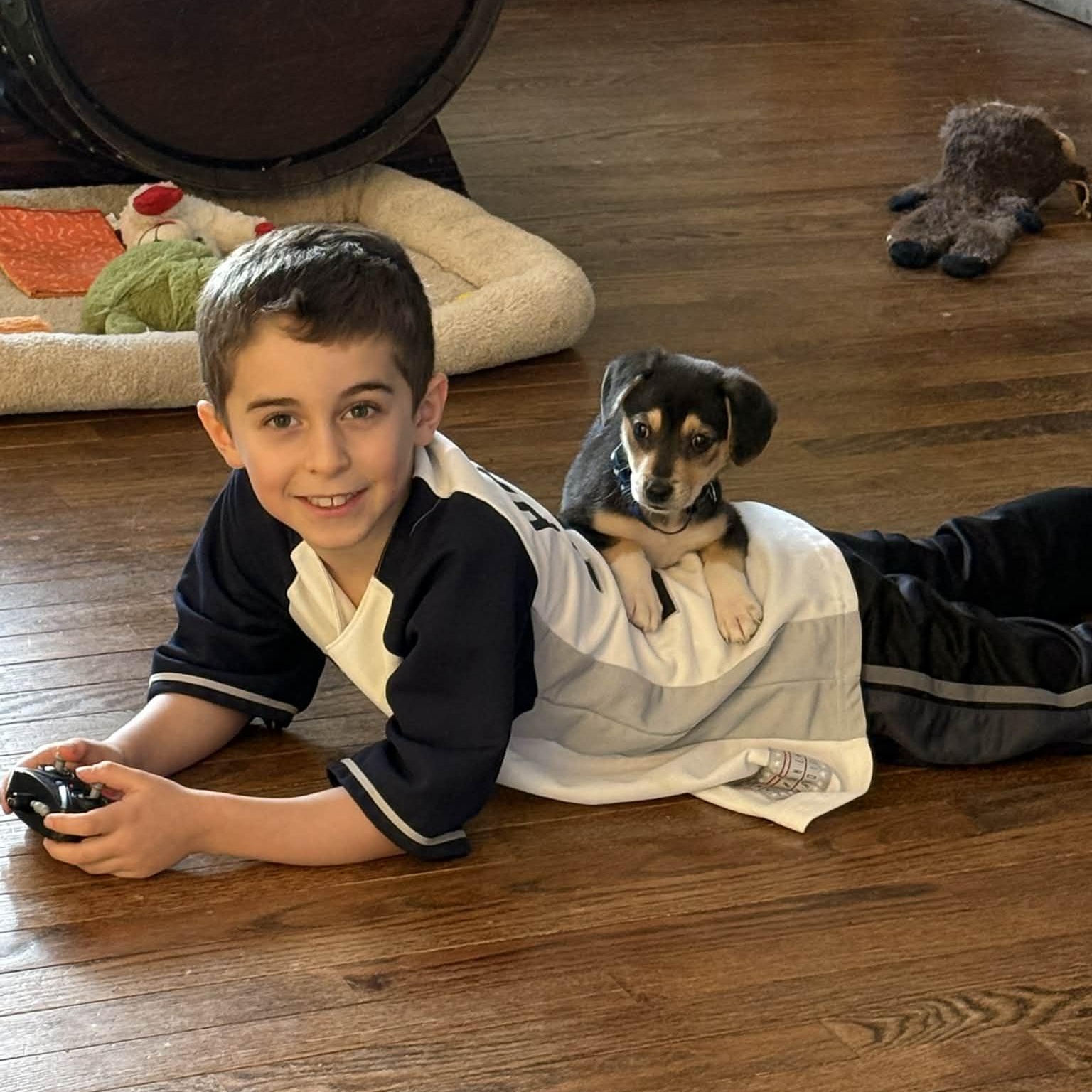 Enlarge Nikki, an adoptable mixed breed in Danbury, CT image 3/5