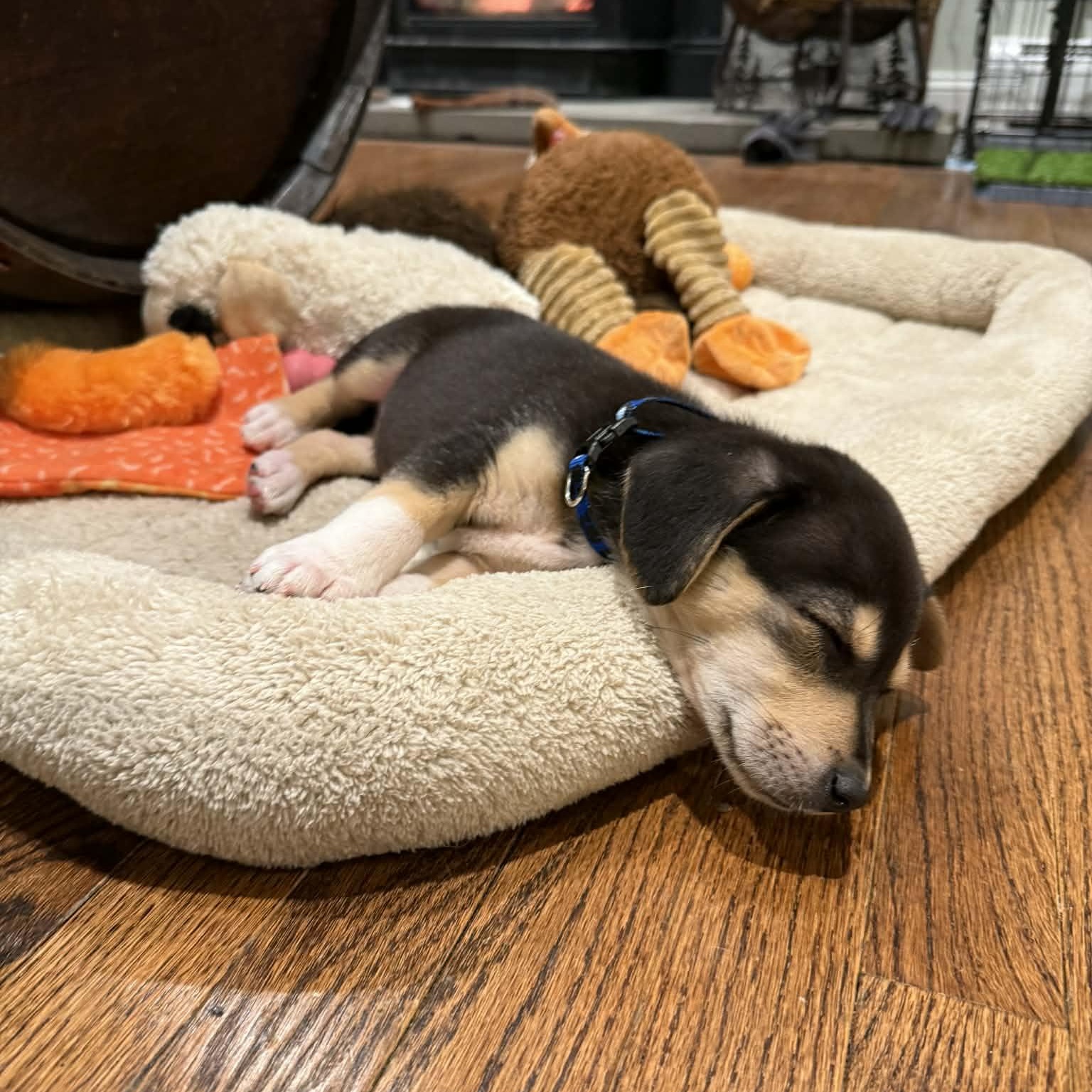 Enlarge Nikki, an adoptable mixed breed in Danbury, CT image 2/5