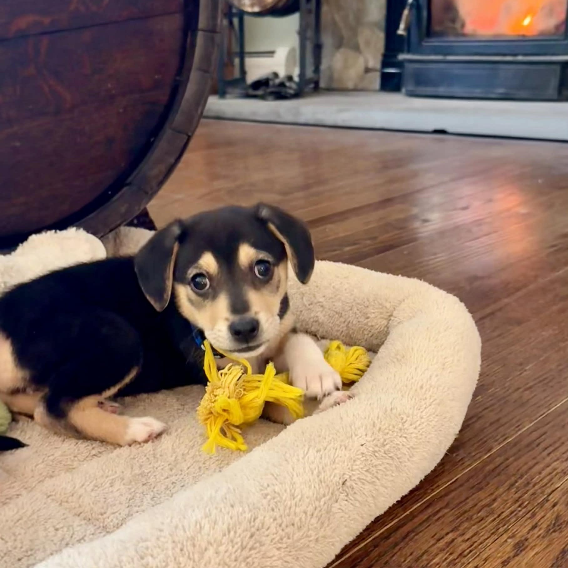 Enlarge Nikki, an adoptable mixed breed in Danbury, CT image 5/5