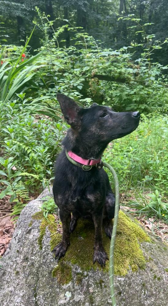 Enlarge Rosie, a Adoptable mixed breed in Middletown, CT image 1/6