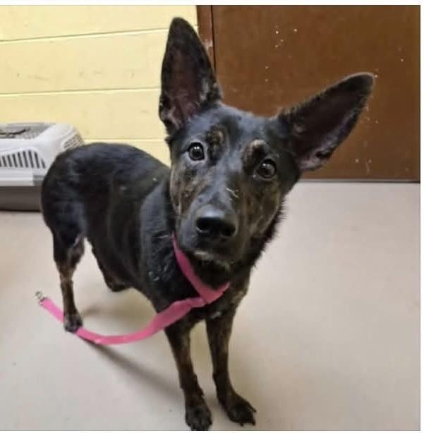 Rosie (mom of the Flower Puppies), Adoptable, Puppy Female Dutch Shepherd.