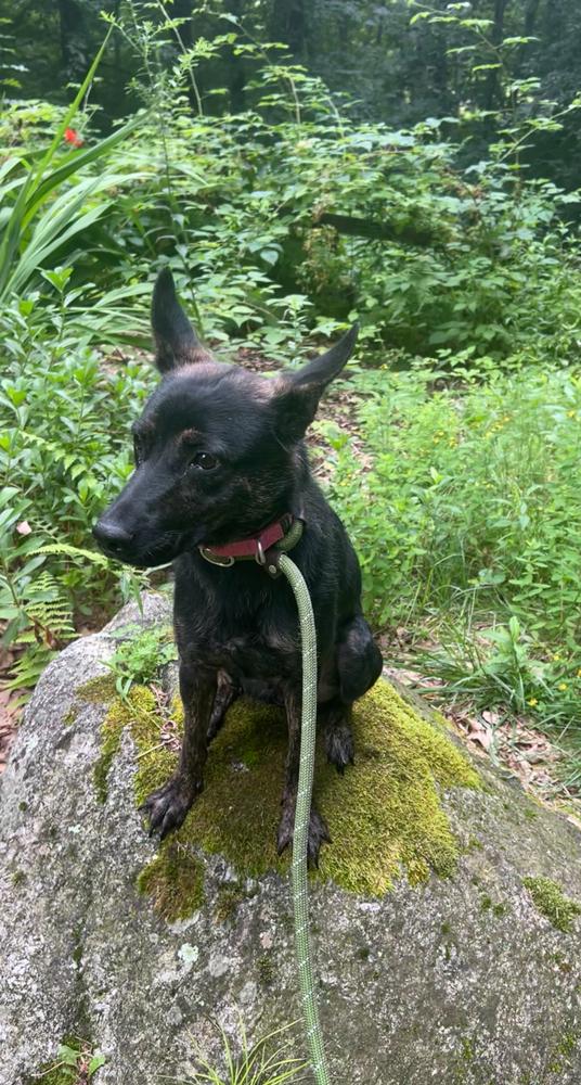 Enlarge Rosie, a Adoptable mixed breed in Middletown, CT image 2/6