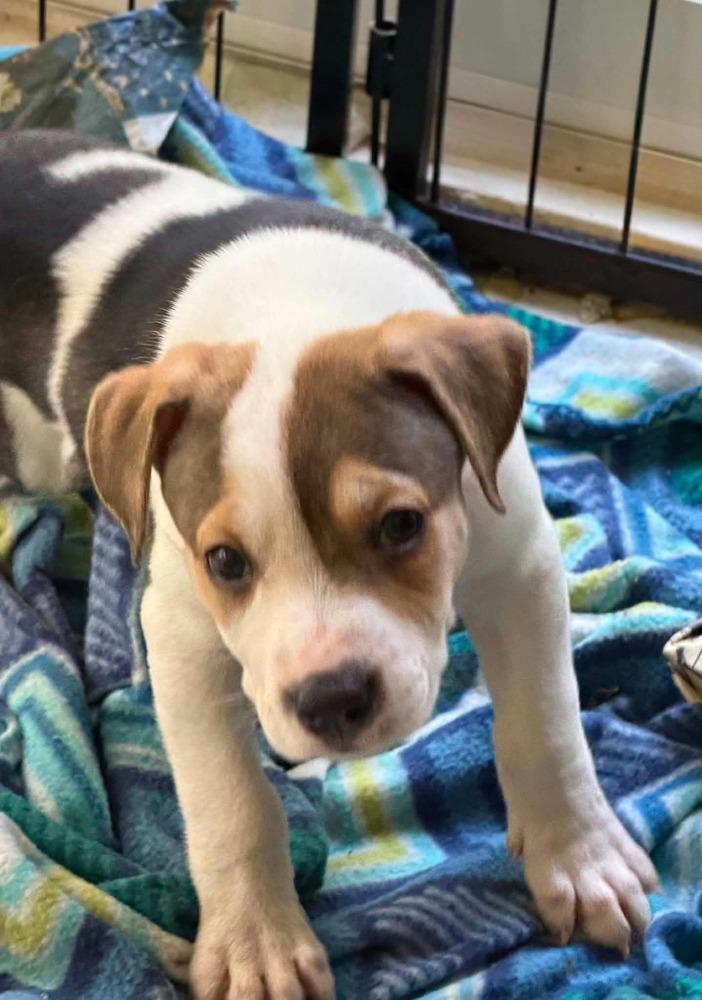 Rosie (mom of the Flower Puppies), a Adoptable mixed breed in Middletown, CT image 3/5