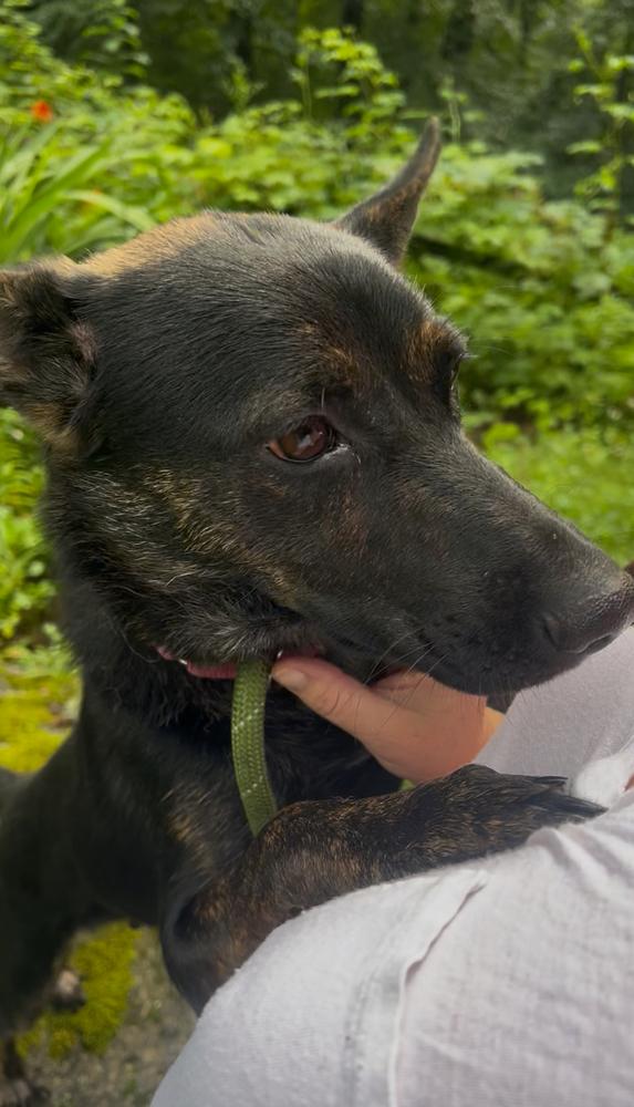 Enlarge Rosie, a Adoptable mixed breed in Middletown, CT image 3/6