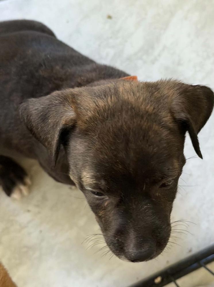 Rosie (mom of the Flower Puppies), a Adoptable mixed breed in Middletown, CT image 4/5