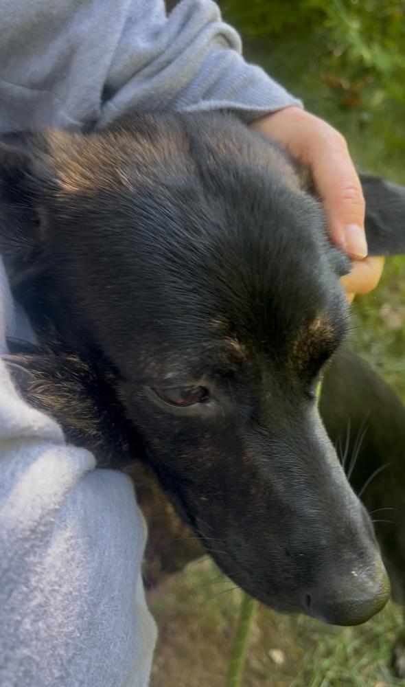 Enlarge Rosie, a Adoptable mixed breed in Middletown, CT image 5/6