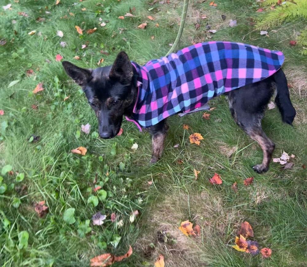 Enlarge Rosie, a Adoptable mixed breed in Middletown, CT image 6/6