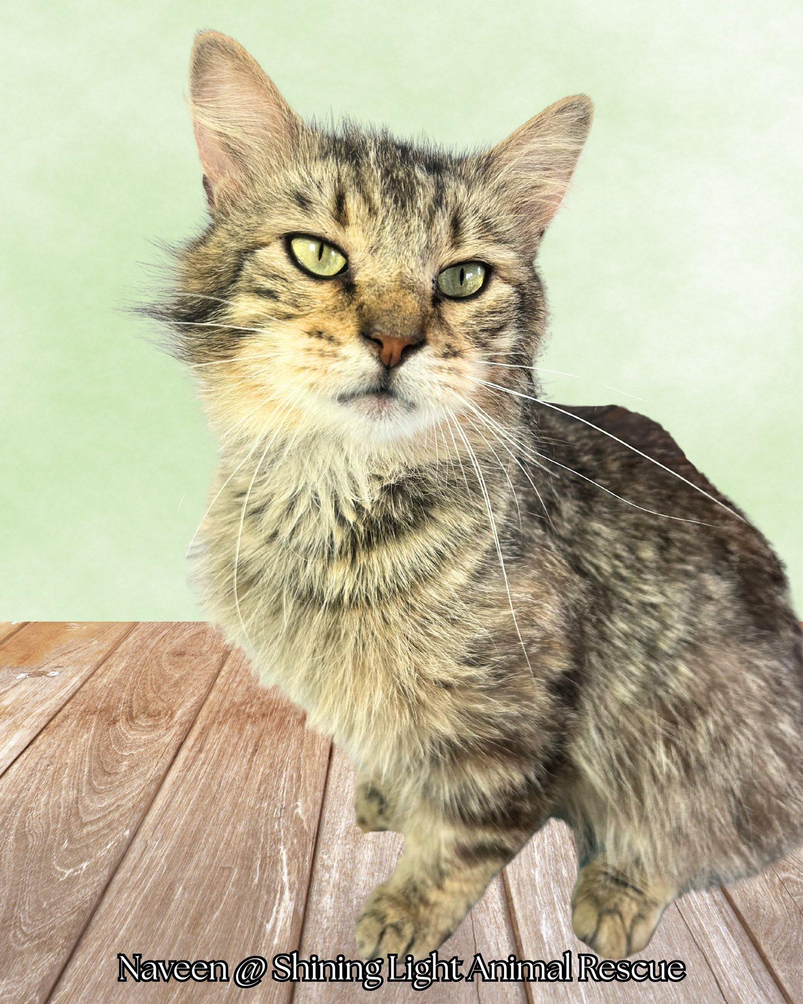Naveen, a Adoptable Domestic Medium Hair in Royalton, IL image 1/4