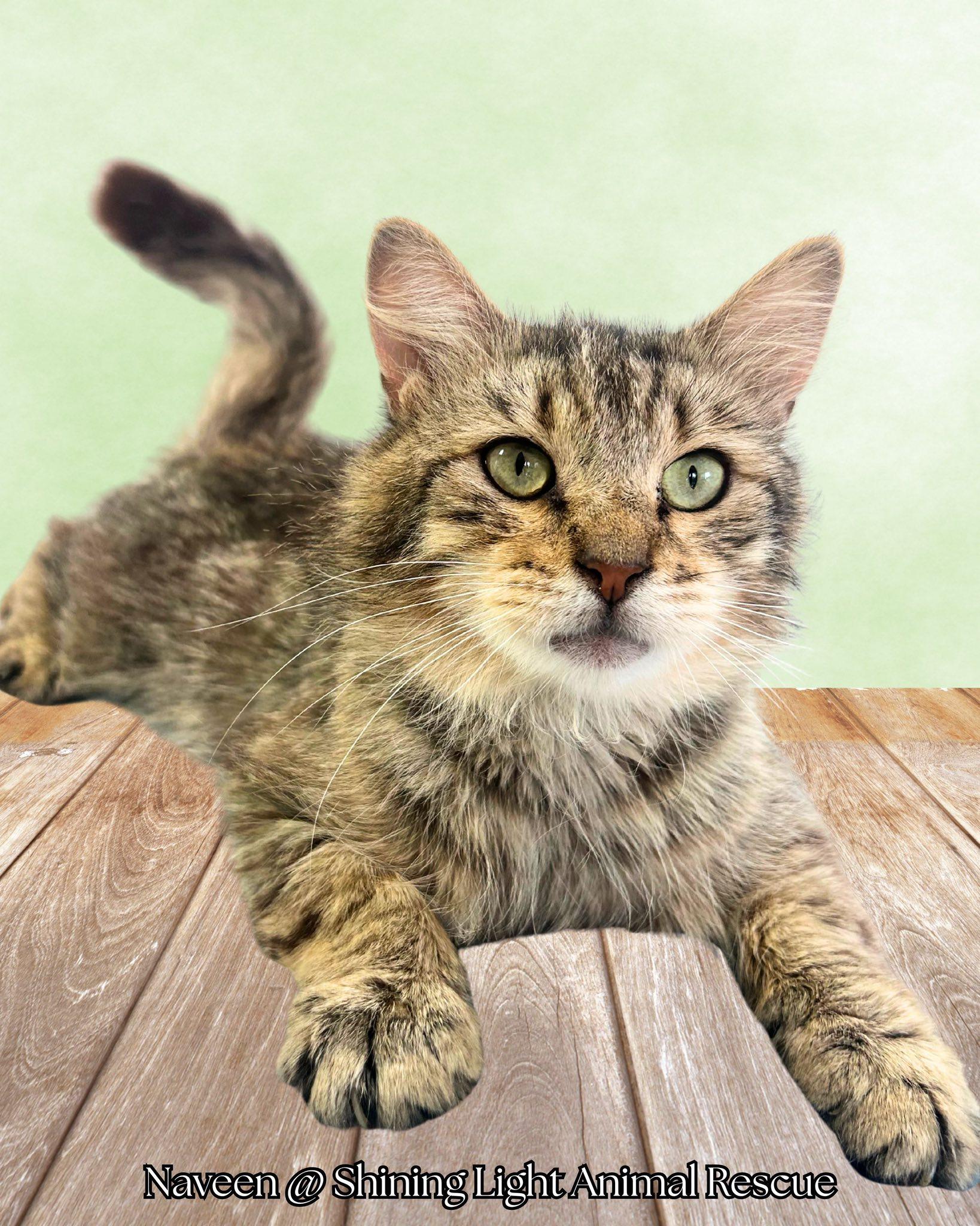 Naveen, a Adoptable Domestic Medium Hair in Royalton, IL image 2/4