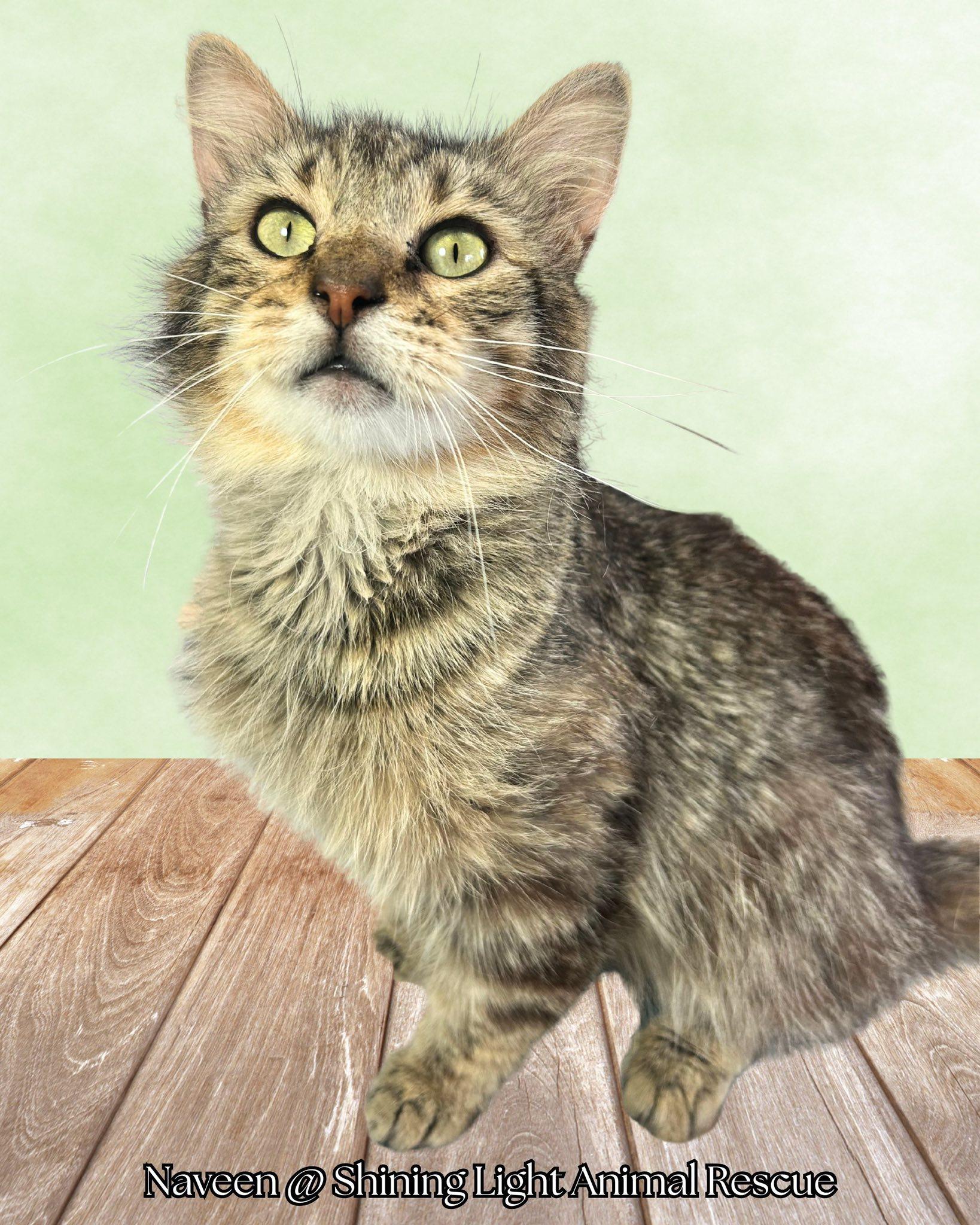 Naveen, a Adoptable Domestic Medium Hair in Royalton, IL image 3/4