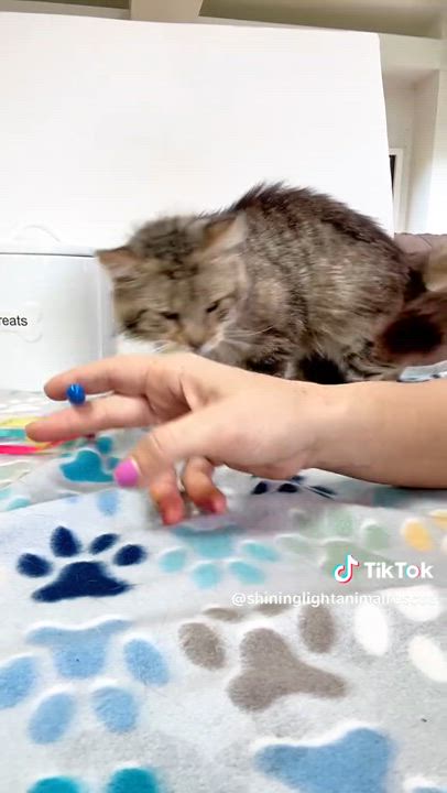 Enlarge Naveen, a Adoptable Domestic Medium Hair in Royalton, IL video 4/4