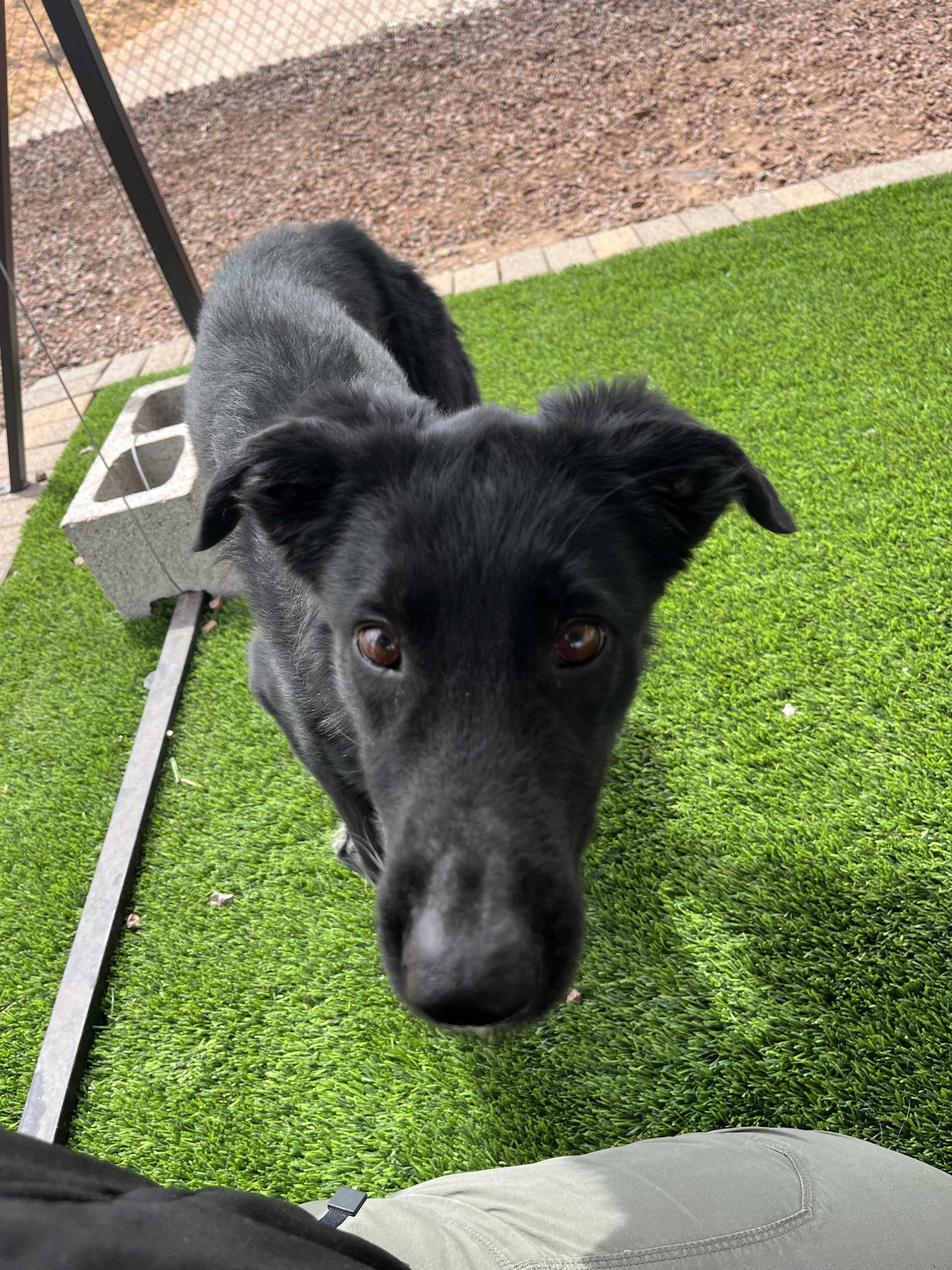 Jade, adopted, Young Female Border Collie & Labrador Retriever.