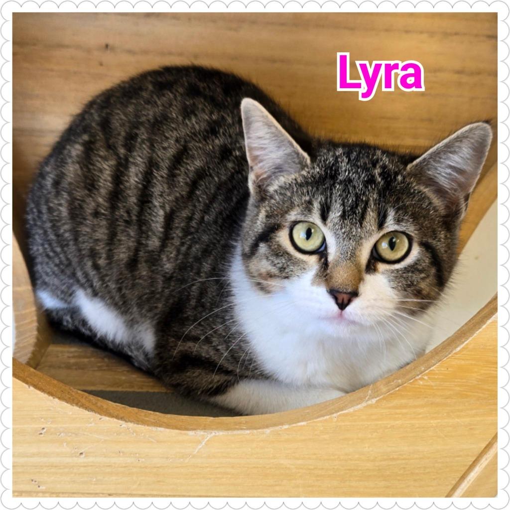 Lyra, Adoptable, Kitten Female Domestic Short Hair.