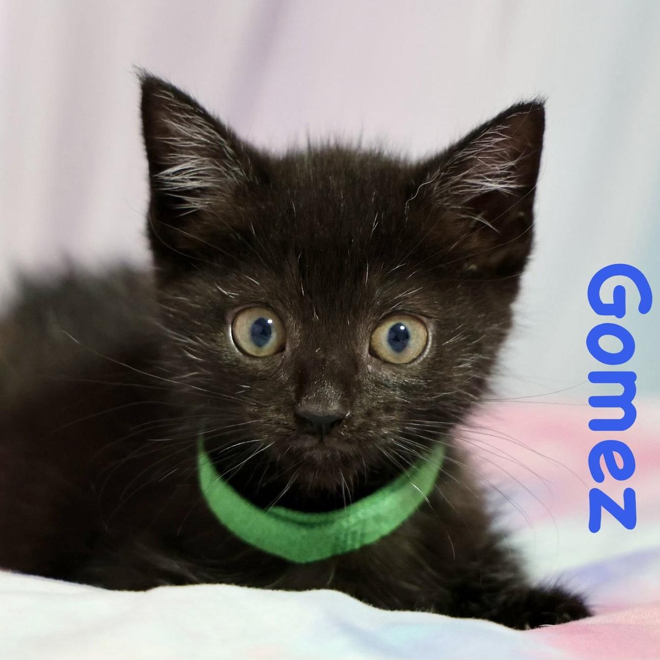Gomez, Adoptable, Kitten Male Domestic Short Hair.