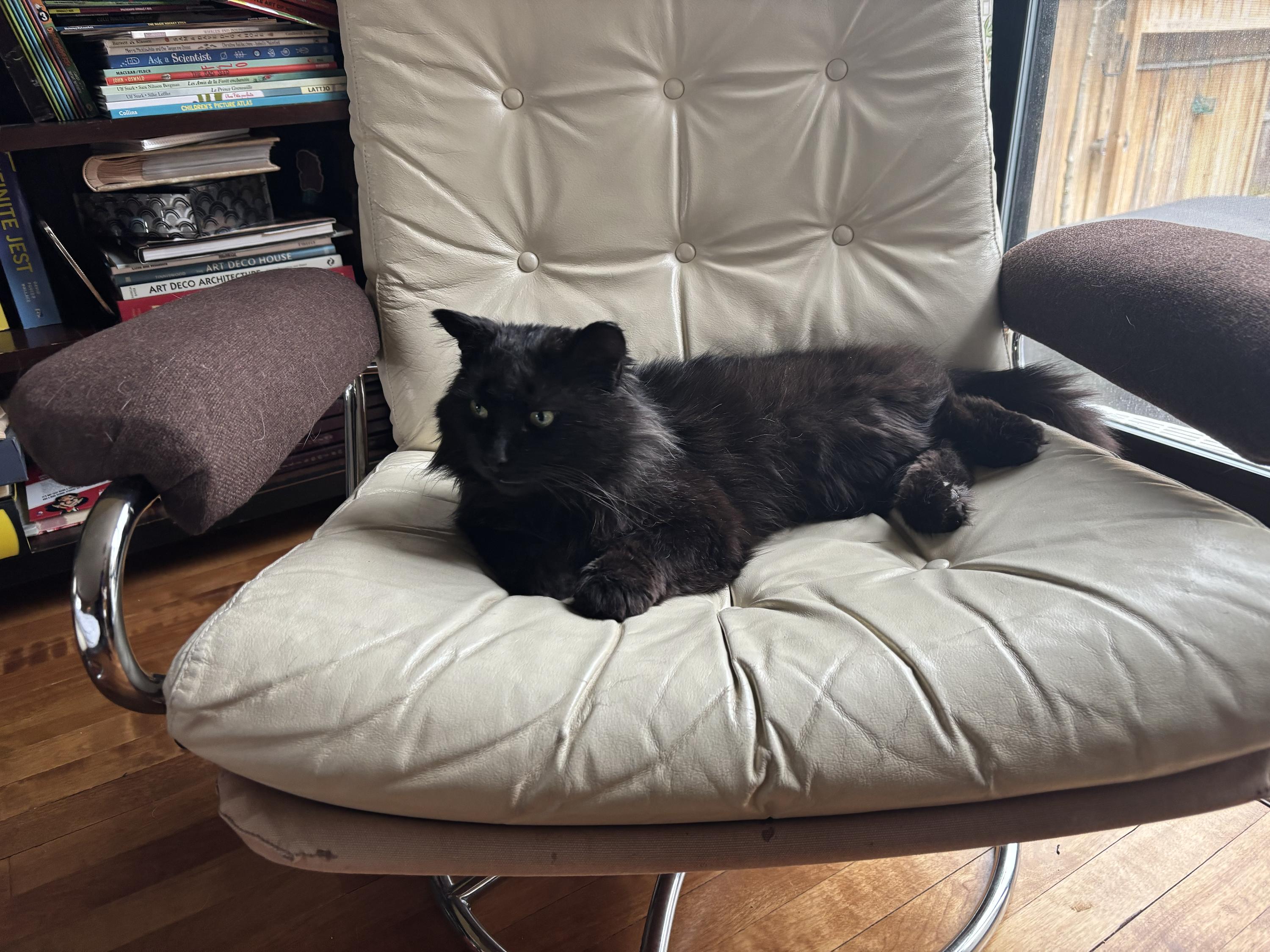 Junior, an adopted Domestic Long Hair in Wakefield, QC image 4/6