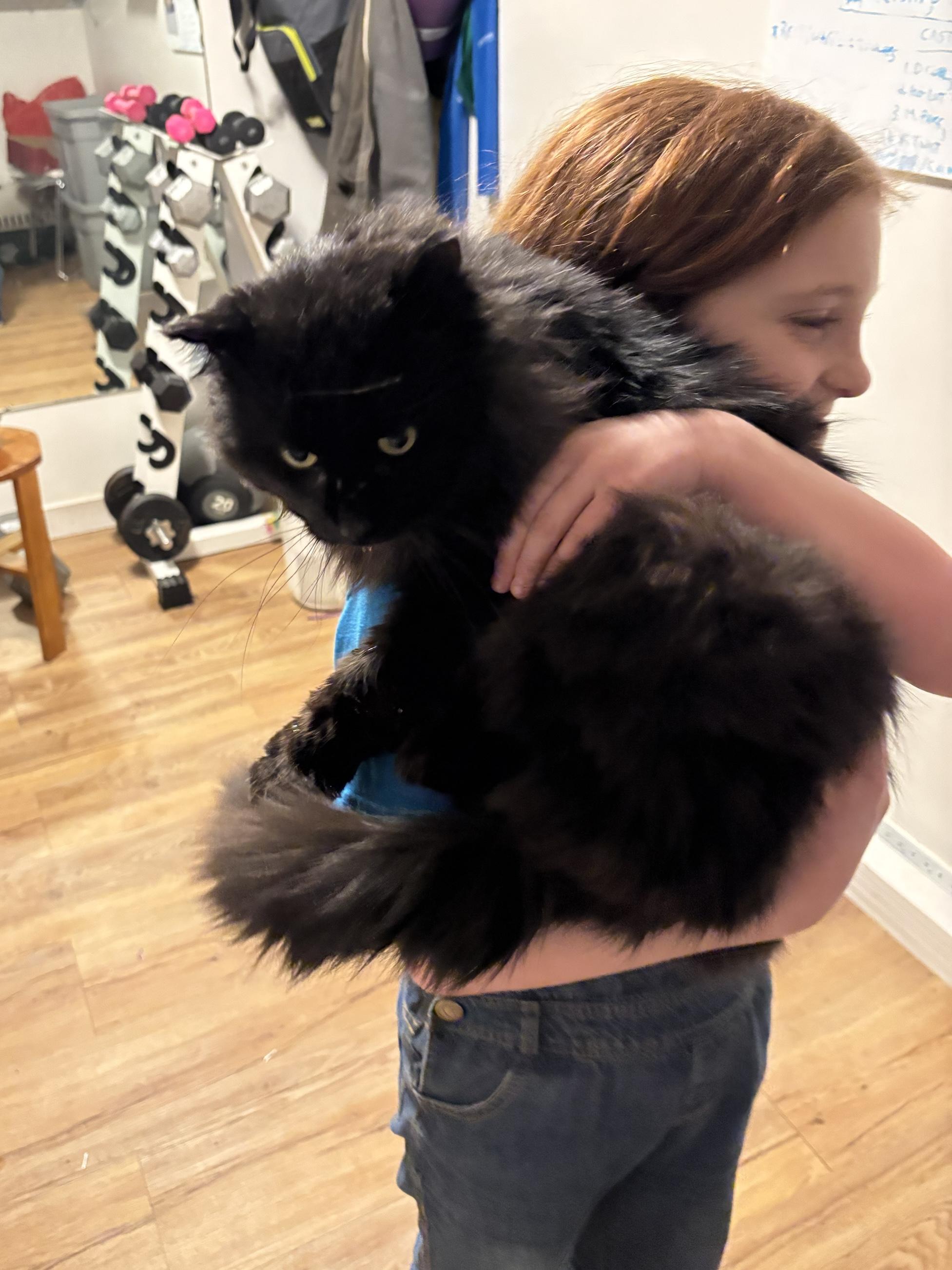 Junior, an adopted Domestic Long Hair in Wakefield, QC image 2/6