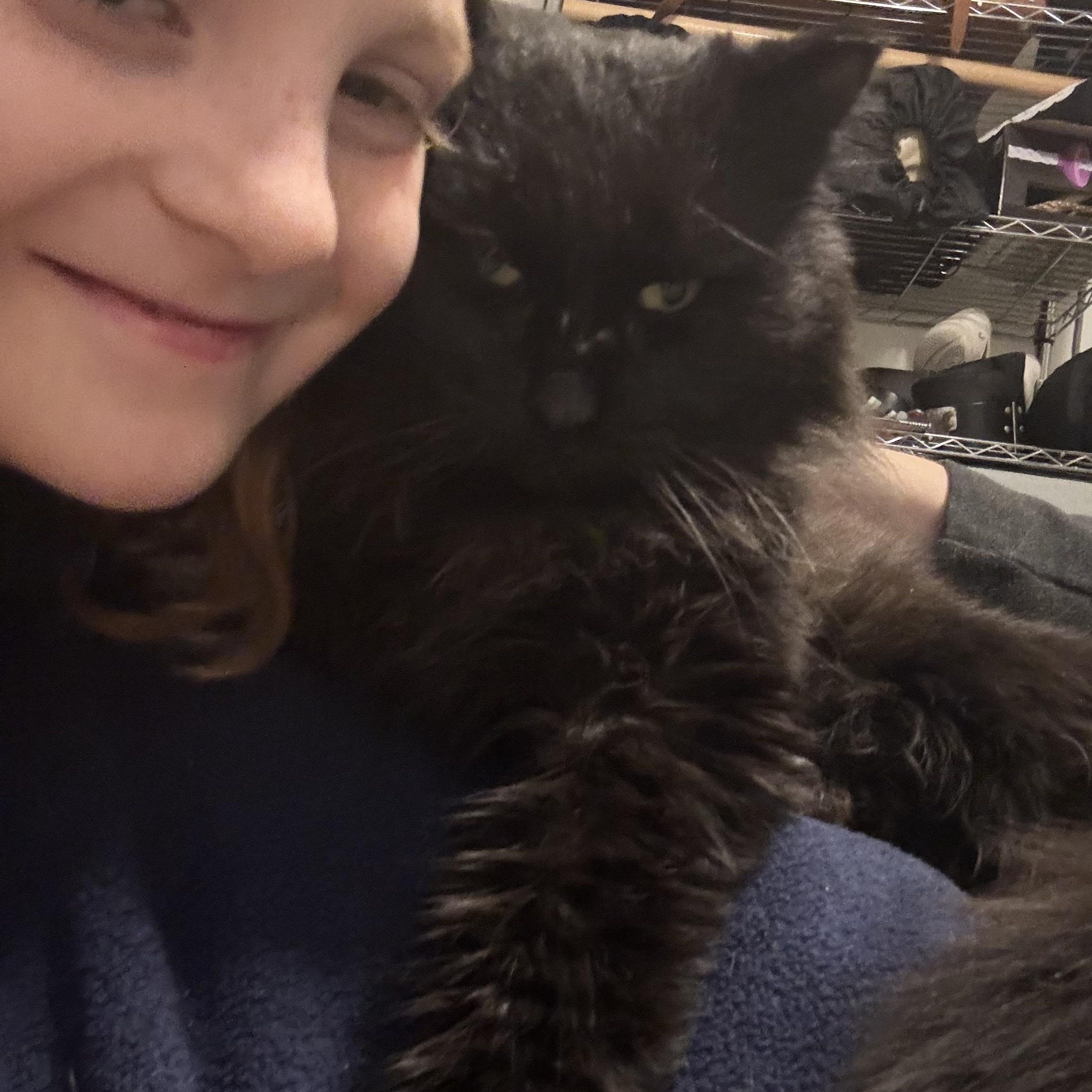 Junior, an adopted Domestic Long Hair in Wakefield, QC image 3/6